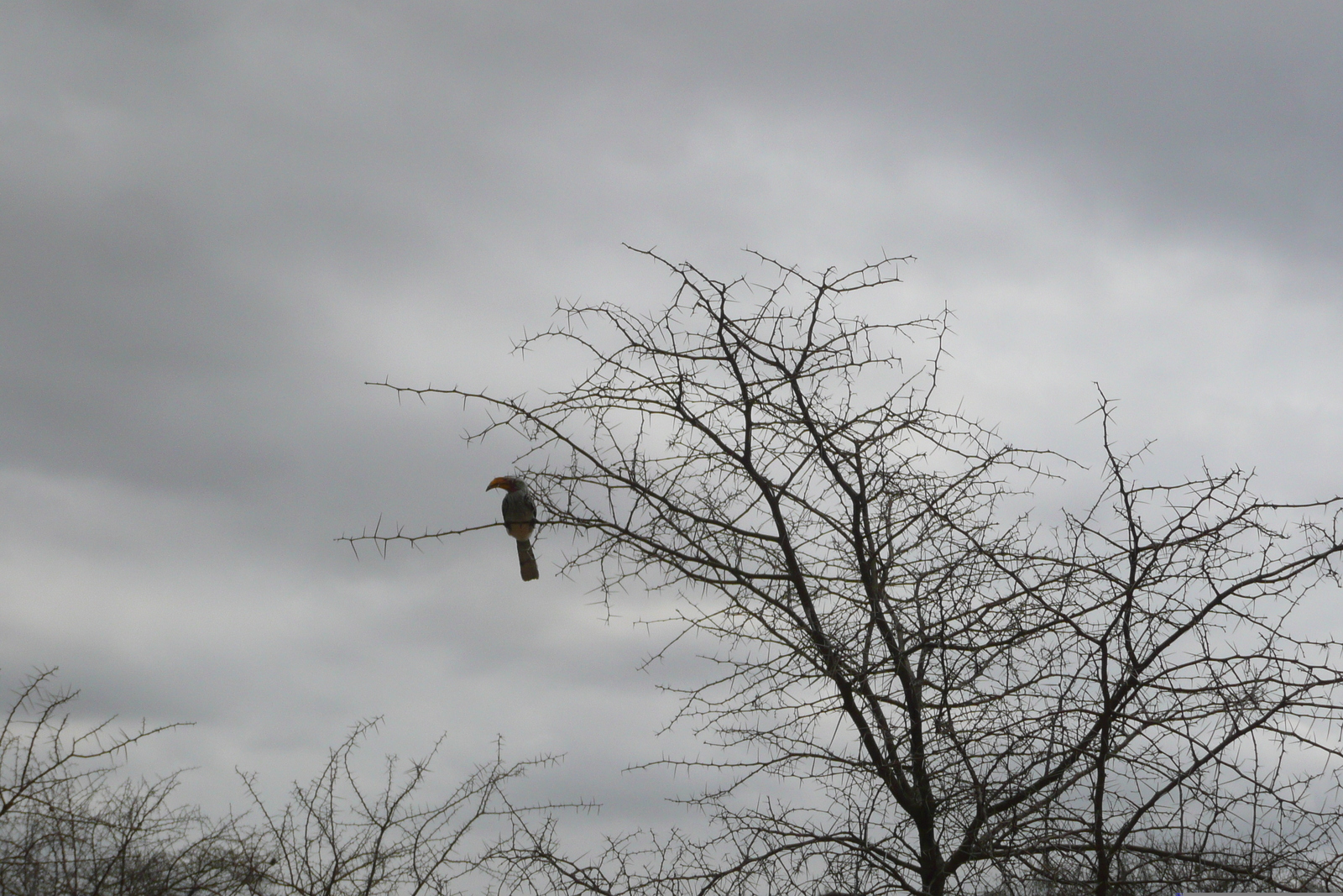 รูปถ่าย แอฟริกาใต้(South Africa) อุทยานแห่งชาติครูเกอร์(Kruger National Park) 2008-09 4