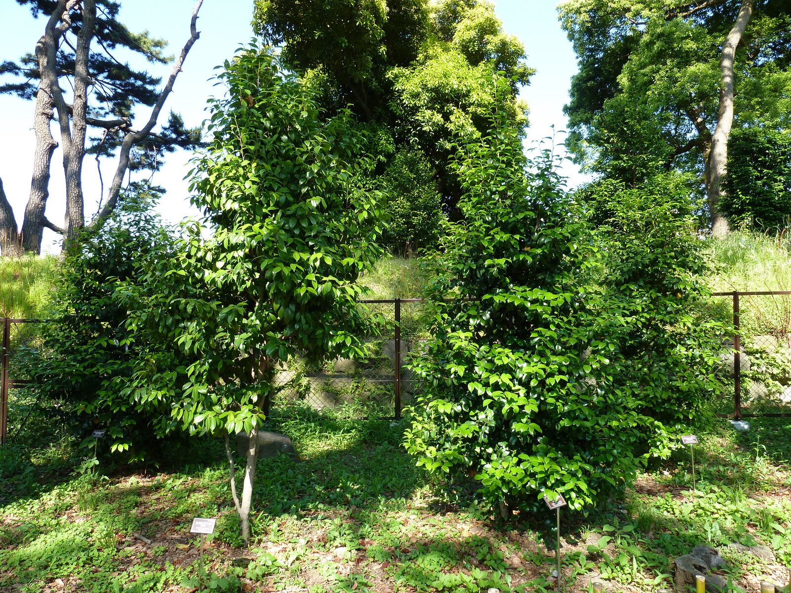 รูปถ่าย ญี่ปุ่น(Japan) โตเกียว(Tokyo) พระราชวังหลวง(Imperial Palace) 2010-06 38