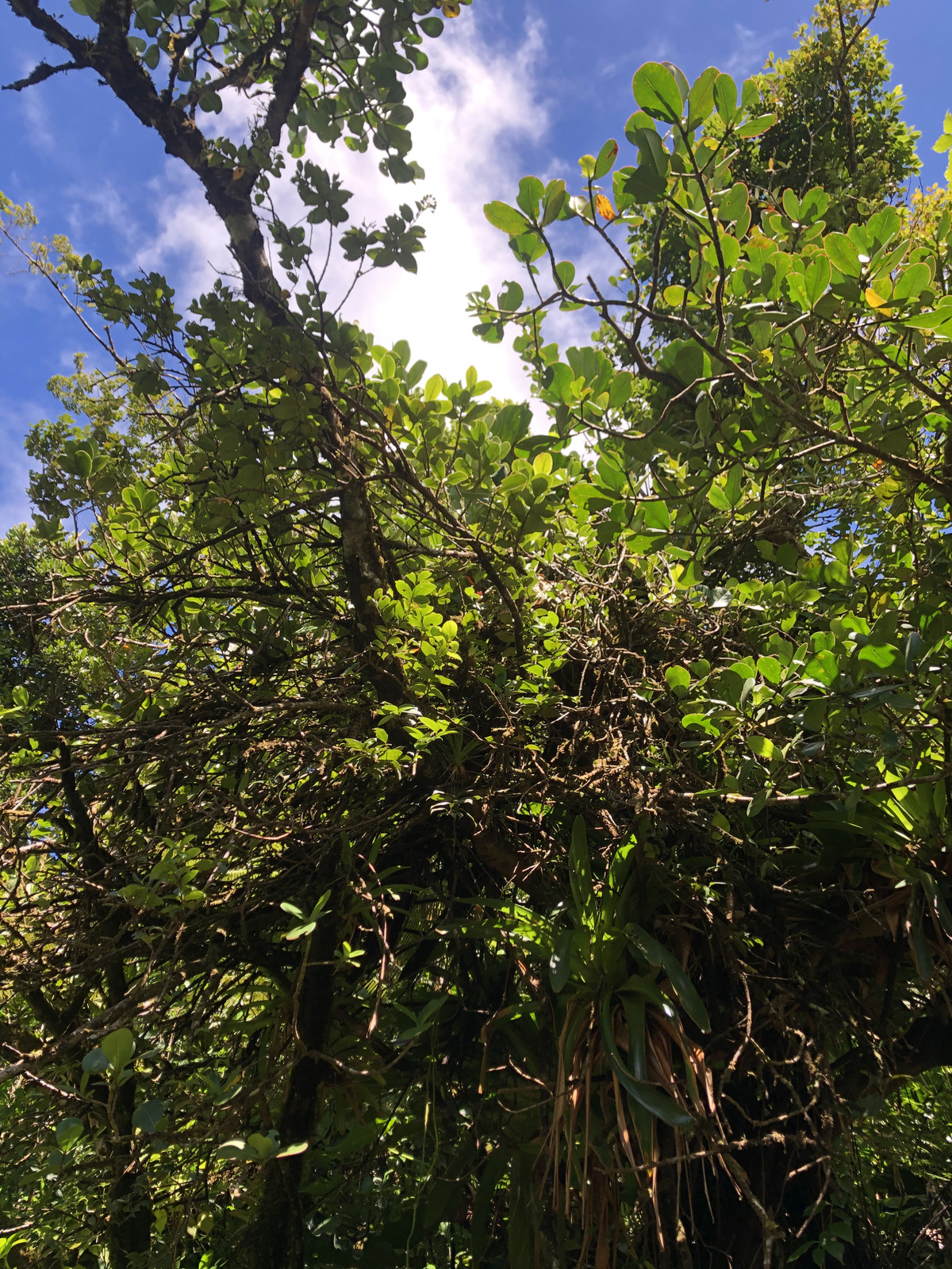 รูปถ่าย กวาเดอลูป(Guadeloupe) ภูเขาไฟลากร็องด์ซูฟรีแยร์(La Grande Soufriere) 2021-02 51