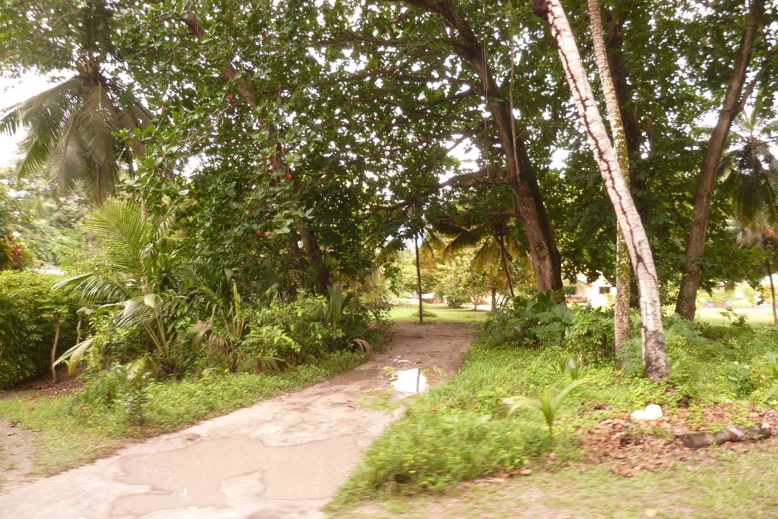 รูปถ่าย เซเชลส์(Seychelles) เกาะลาดีก(La Digue) 2011-10 208