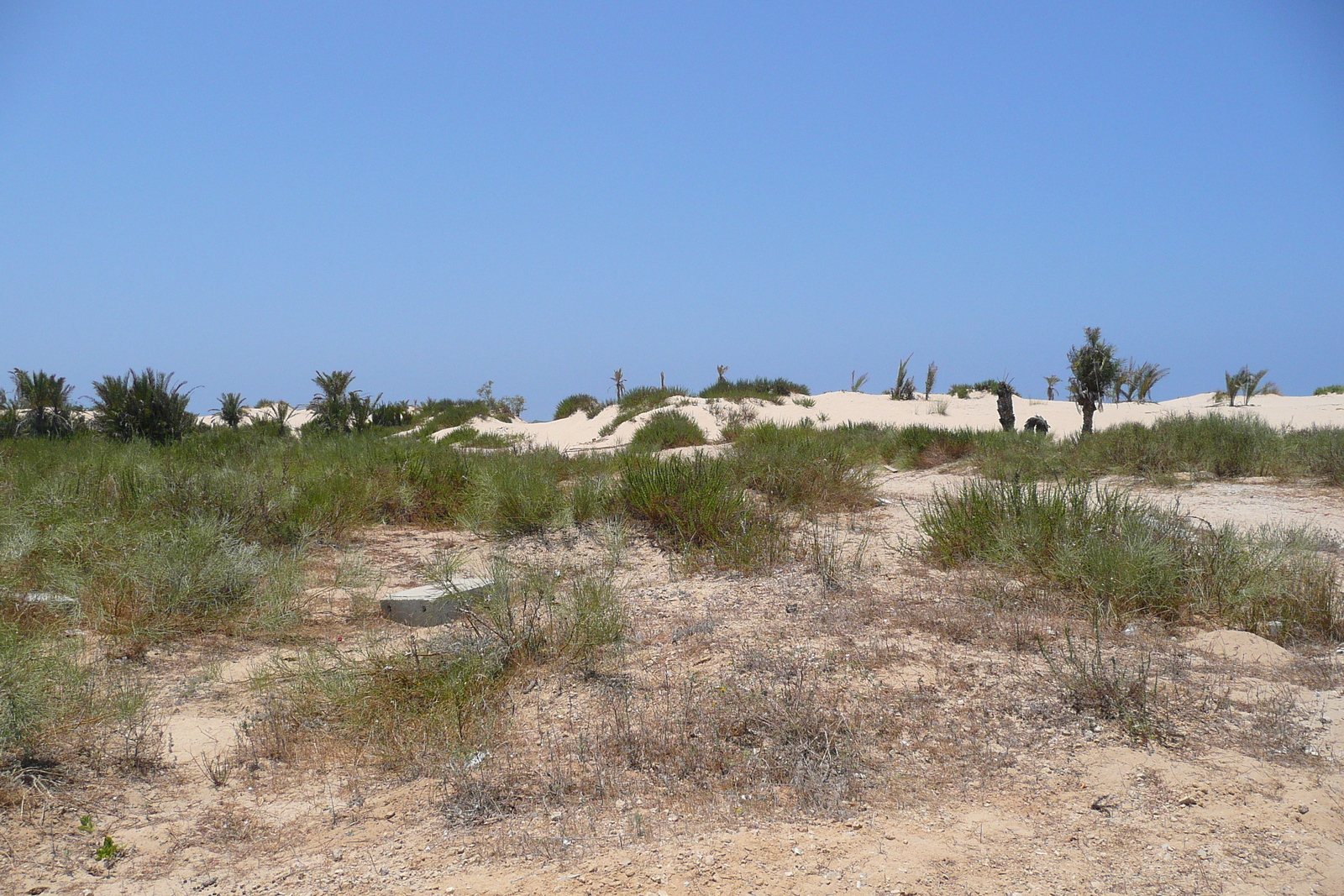 รูปถ่าย อิสราเอล(Israel) นิทซาน(Nitzan) 2007-06 80