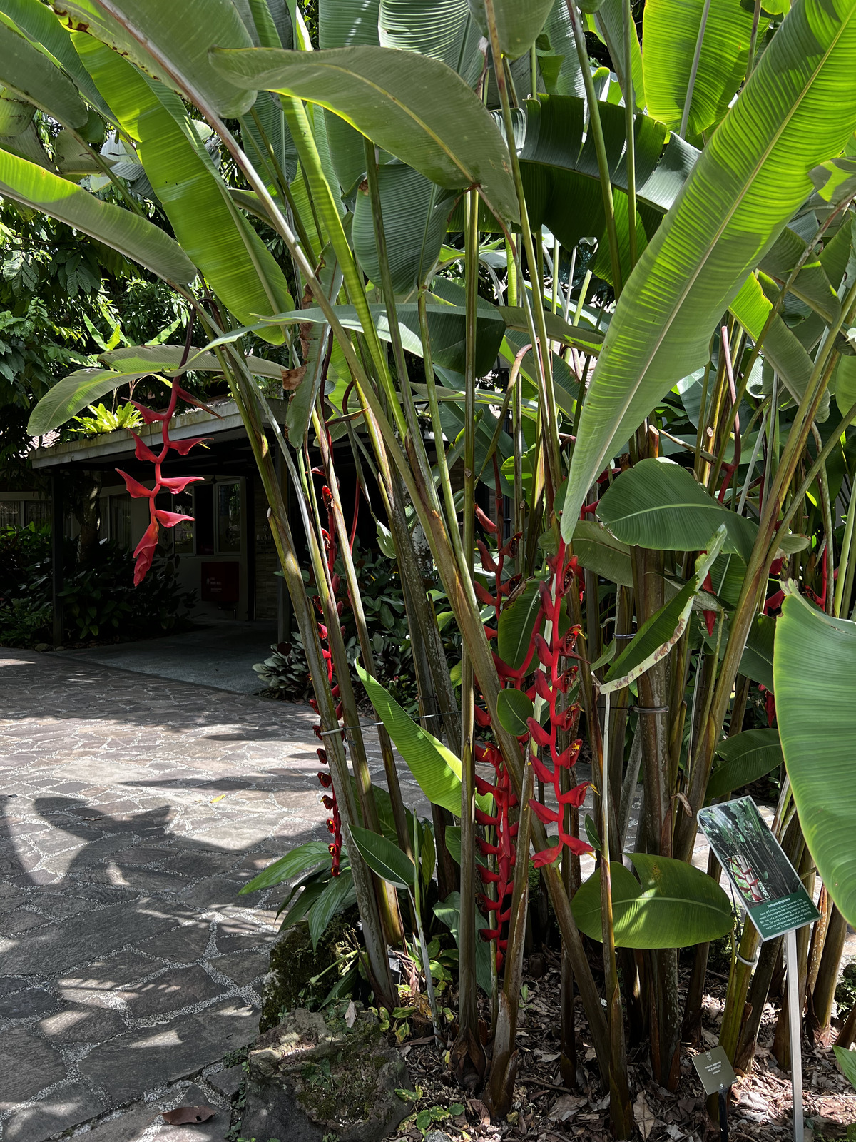 รูปถ่าย สิงคโปร์(Singapore) สวนพฤกษศาสตร์สิงคโปร์(Singapore Botanic Gardens) 2023-01 84