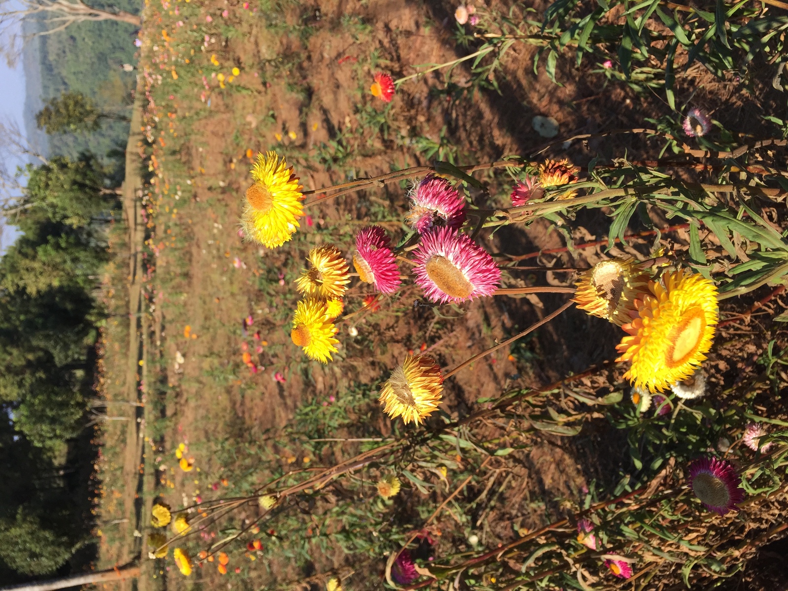 รูปถ่าย ไทย(Thailand) อุทยานแห่งชาติภูหินร่องกล้า(Phu Hin Rong Kla National Park) 2014-12 24