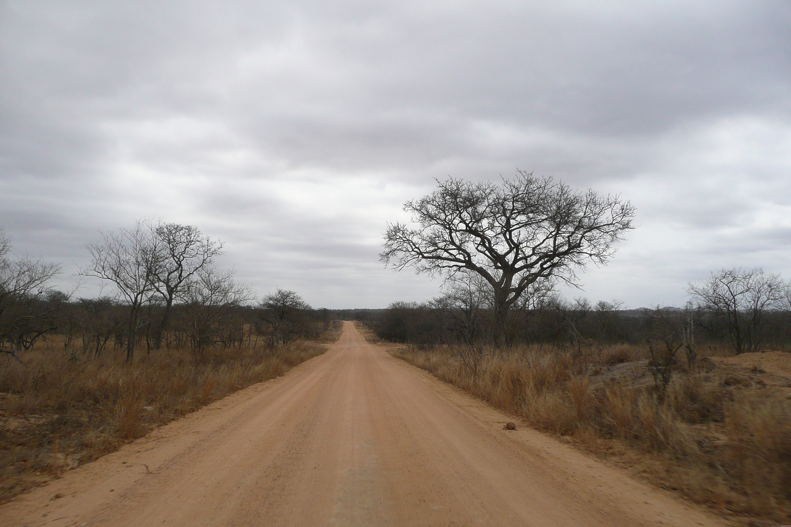 รูปถ่าย แอฟริกาใต้(South Africa) อุทยานแห่งชาติครูเกอร์(Kruger National Park) 2008-09 72