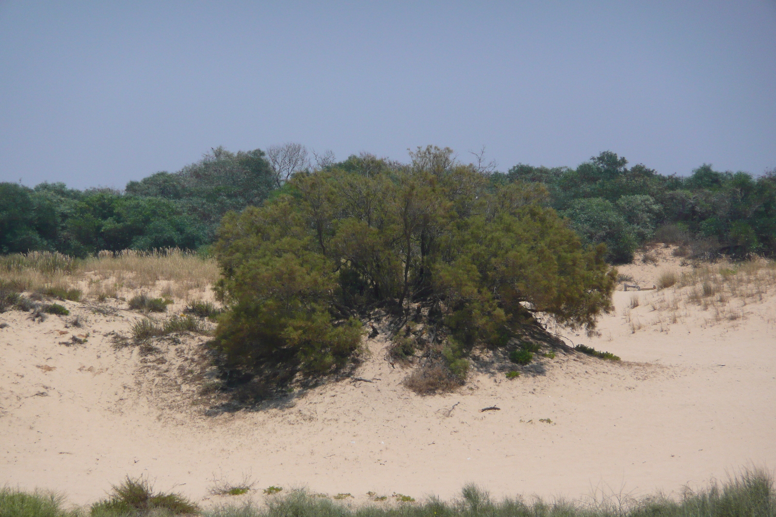 รูปถ่าย อิสราเอล(Israel) นิทซาน(Nitzan) 2007-06 94