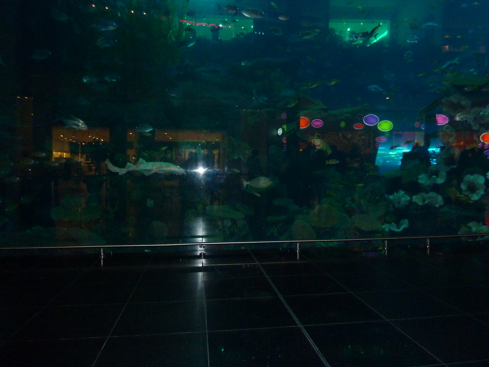 รูปถ่าย สหรัฐอาหรับเอมิเรตส์(United Arab Emirates) ดูไบ(Dubai) ดูไบมอลล์(The Dubai Mall) 2009-12 3