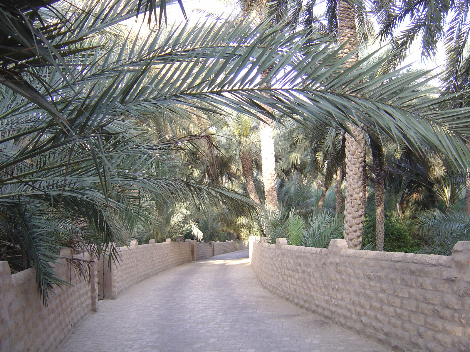 รูปถ่าย สหรัฐอาหรับเอมิเรตส์(United Arab Emirates) อาเลอิน(Al Ain) โอเอซิสอัลไอน์(Al Ain Oasis) 2005-03 39