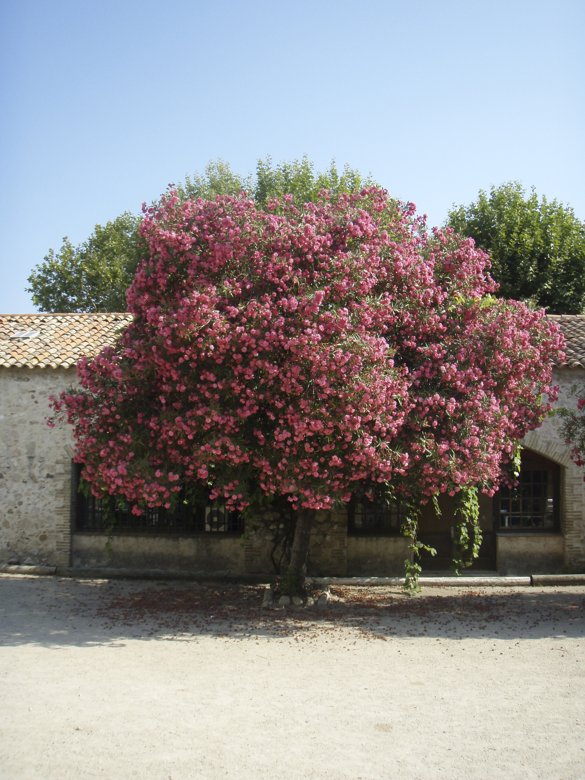 รูปถ่าย ฝรั่งเศส(France) อองทีป(Antibes) ถนนอากียง(Boulevard Aguillon) 2007-08 3