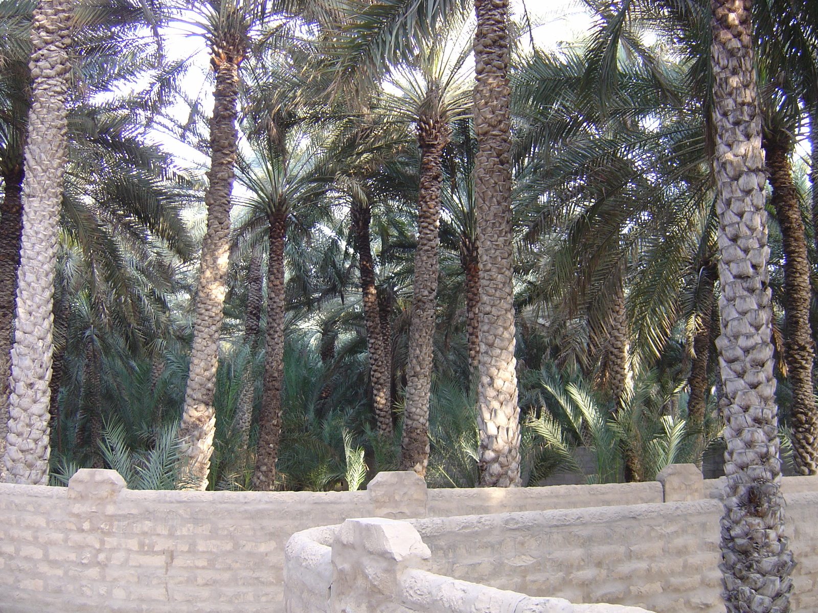 รูปถ่าย สหรัฐอาหรับเอมิเรตส์(United Arab Emirates) อาเลอิน(Al Ain) โอเอซิสอัลไอน์(Al Ain Oasis) 2005-03 31