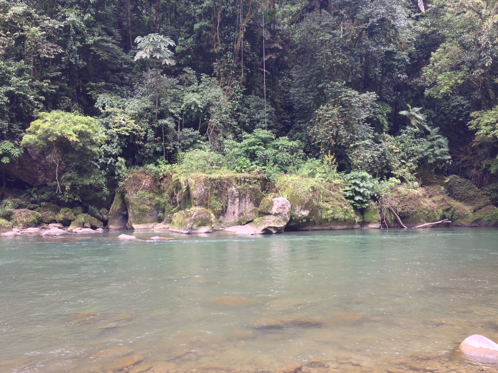 รูปถ่าย คอสตาริกา(Costa Rica) แม่น้ำปากัวเร(Pacuare River) 2015-03 4