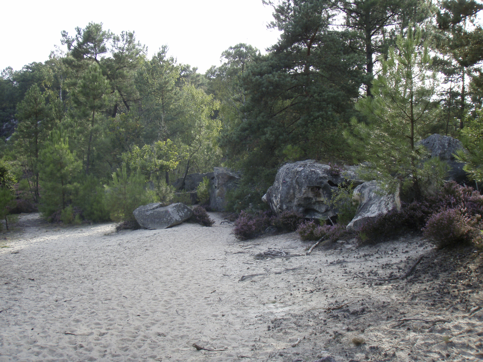 รูปถ่าย ฝรั่งเศส(France) ฟงเทนโบล(Fontainebleau) ทัวร์ป่า(Circuit des 25 bosses) 2007-08 28