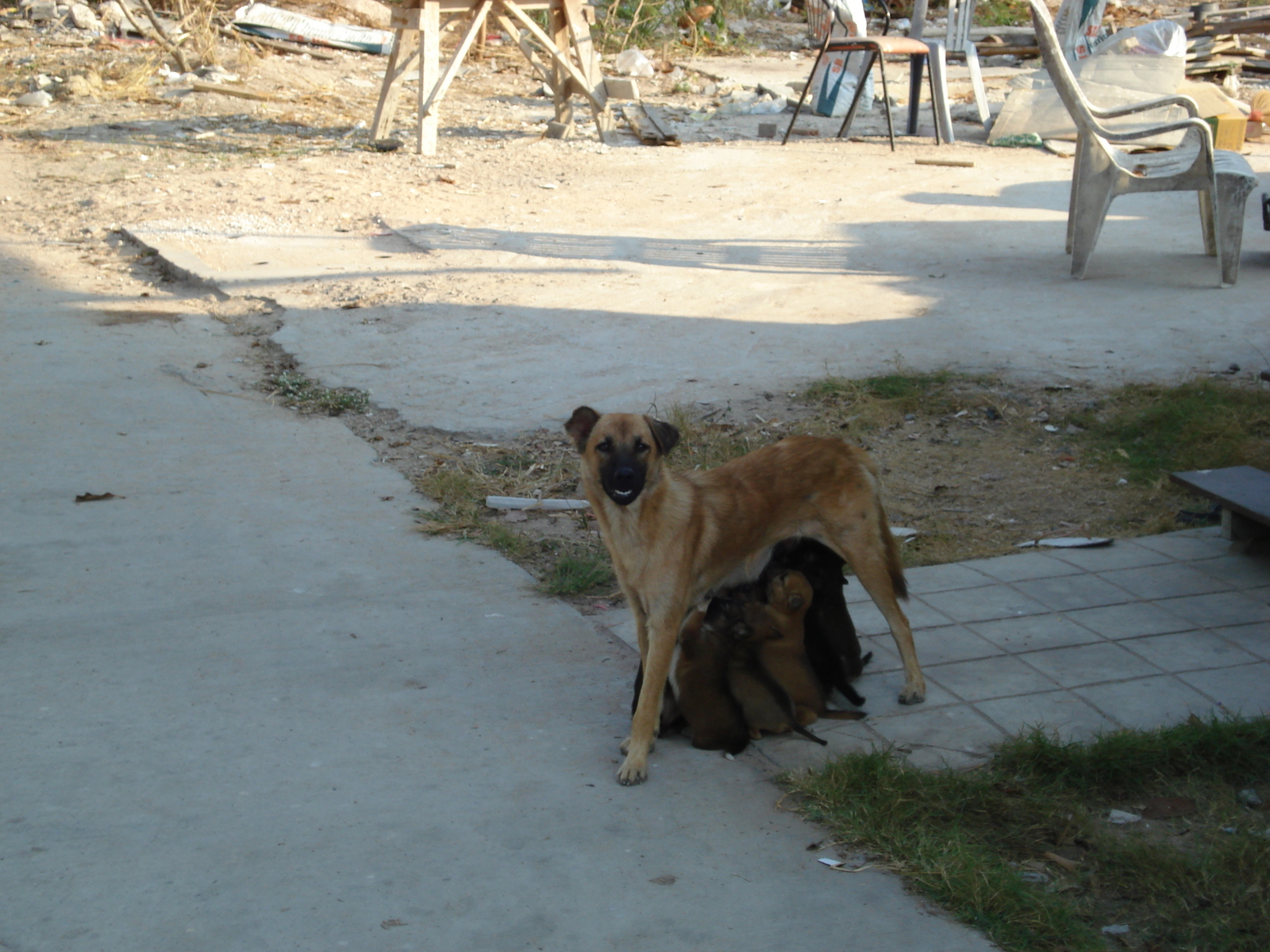 รูปถ่าย ไทย(Thailand) พัทยา(Pattaya) โกลเดนฮอร์น(Golden Horn) 2007-02 80