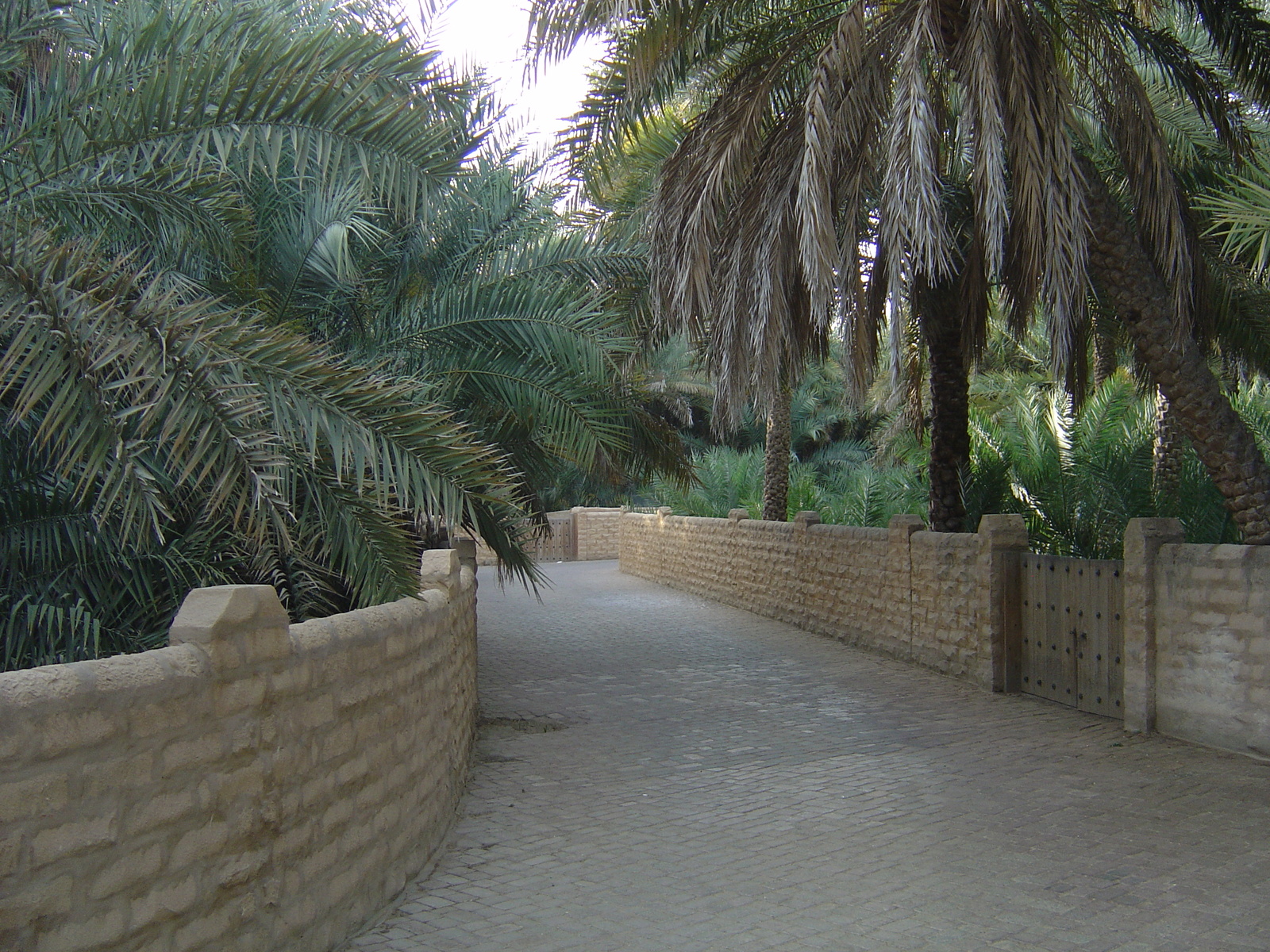 รูปถ่าย สหรัฐอาหรับเอมิเรตส์(United Arab Emirates) อาเลอิน(Al Ain) โอเอซิสอัลไอน์(Al Ain Oasis) 2005-03 3