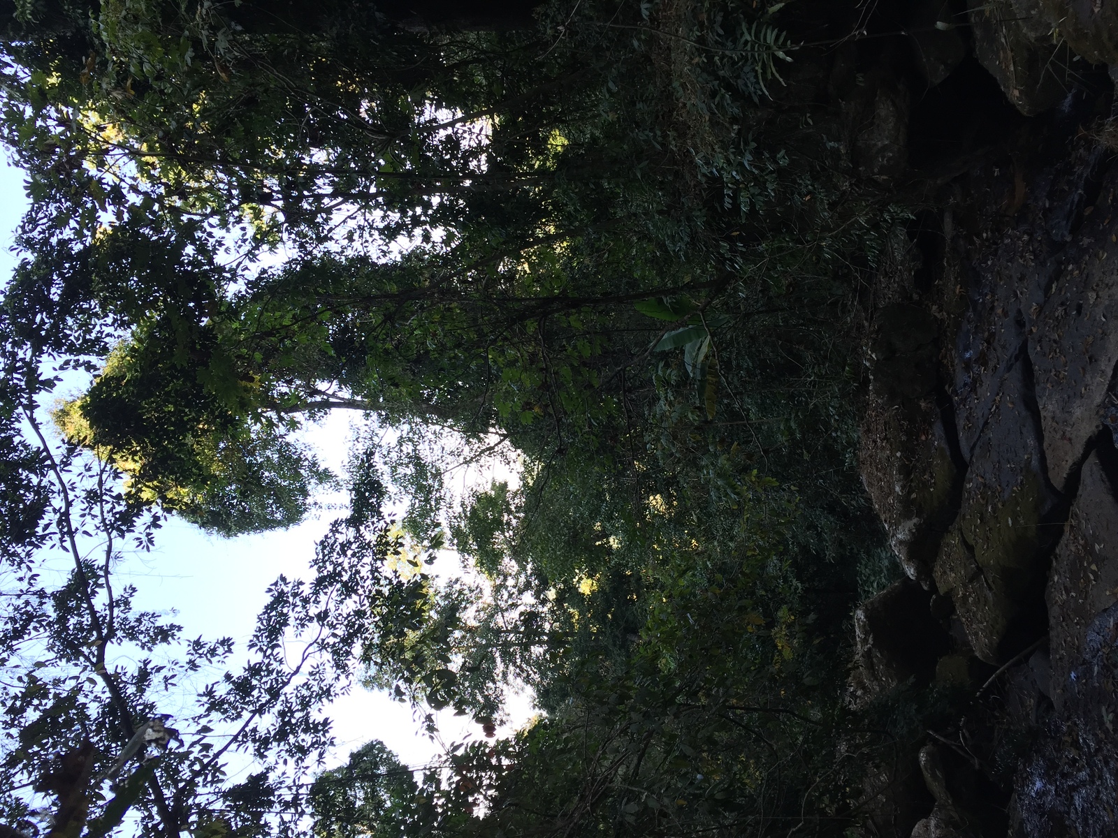 รูปถ่าย ไทย(Thailand) อุทยานแห่งชาติภูหินร่องกล้า(Phu Hin Rong Kla National Park) 2014-12 392