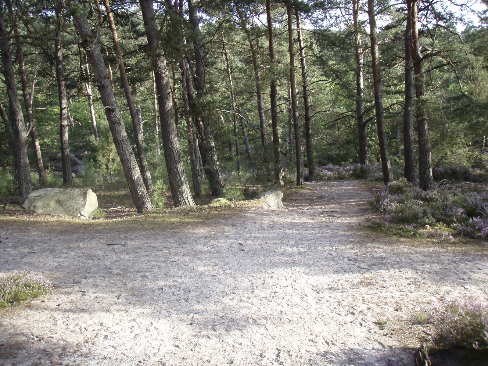 รูปถ่าย ฝรั่งเศส(France) ฟงเทนโบล(Fontainebleau) ทัวร์ป่า(Circuit des 25 bosses) 2007-08 80