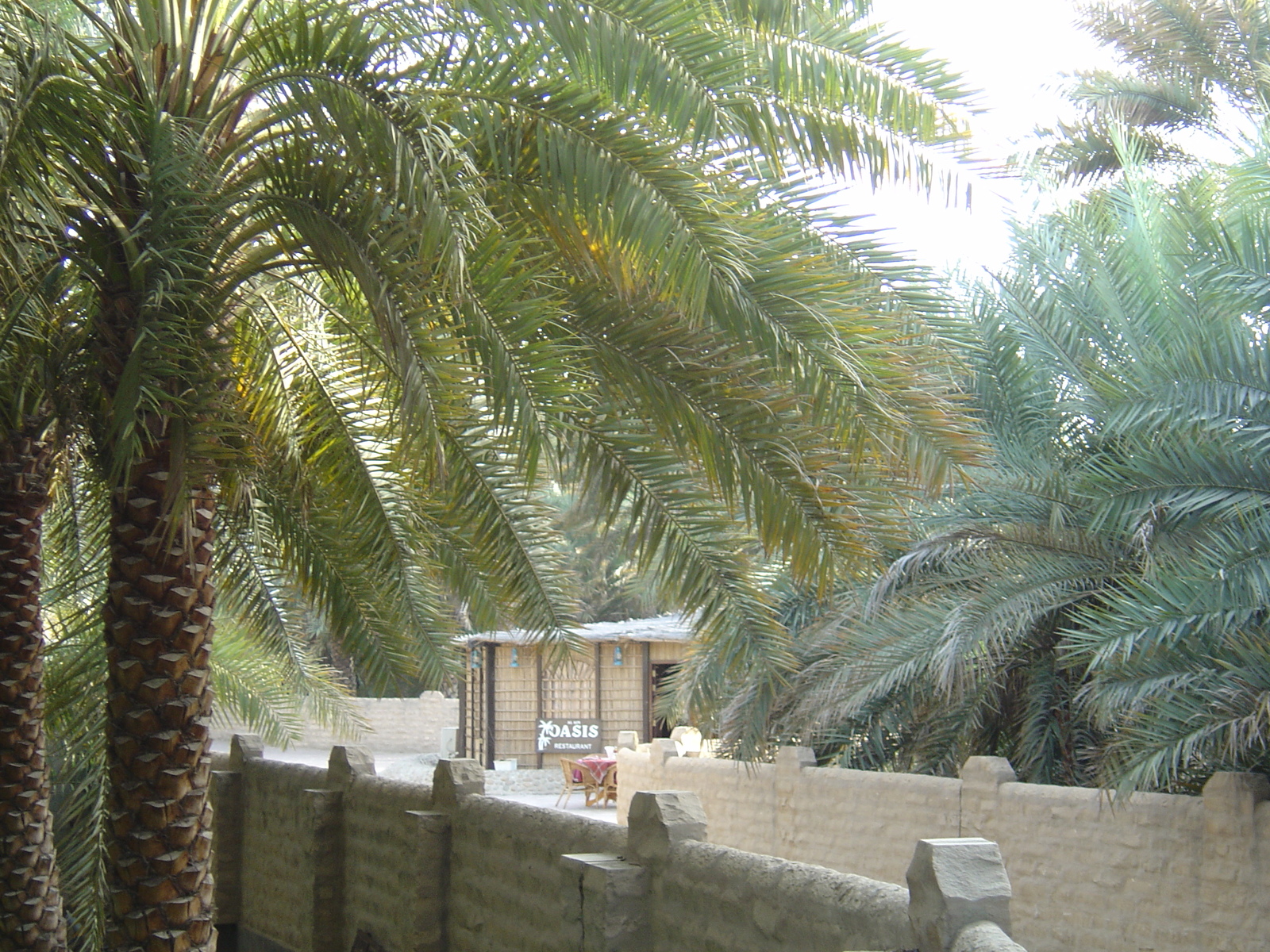 รูปถ่าย สหรัฐอาหรับเอมิเรตส์(United Arab Emirates) อาเลอิน(Al Ain) โอเอซิสอัลไอน์(Al Ain Oasis) 2005-03 5