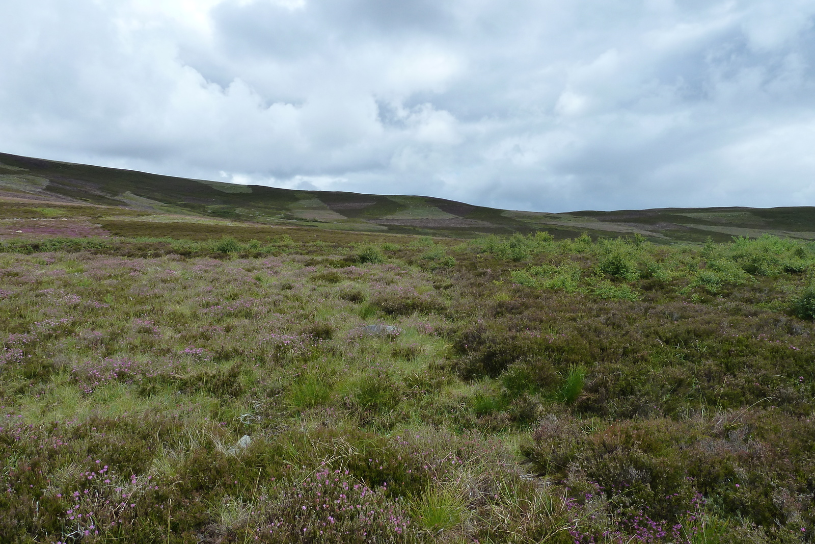 รูปถ่าย อังกฤษ(United Kingdom) อุทยานแห่งชาติแคร์นกอร์มส์(Cairngorms National Park) 2011-07 17