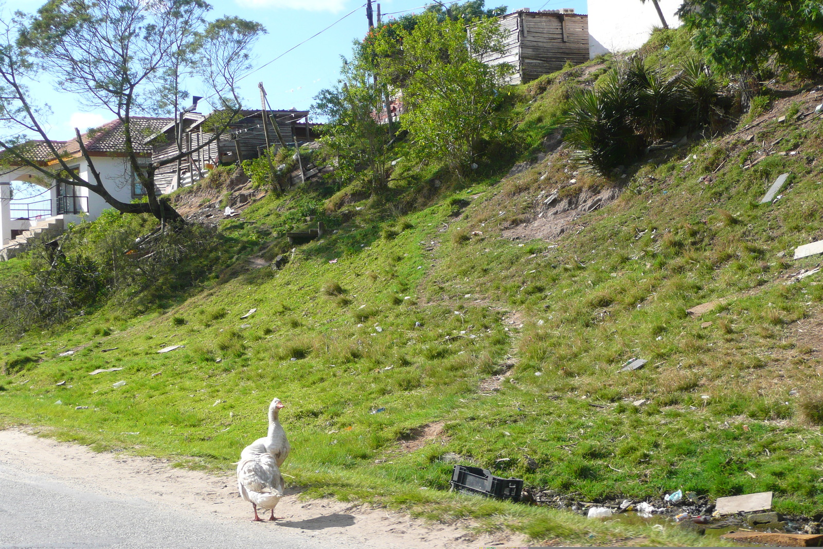 รูปถ่าย แอฟริกาใต้(South Africa) ไนส์นา(Knysna) 2008-09 86