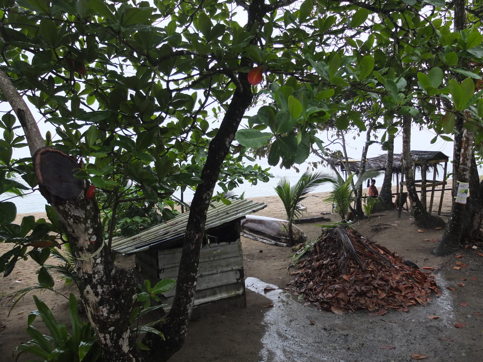 รูปถ่าย คอสตาริกา(Costa Rica) ปวยร์โตเบียโฆเดตาลามังกา(Puerto Viejo de Talamanca) 2015-03 133
