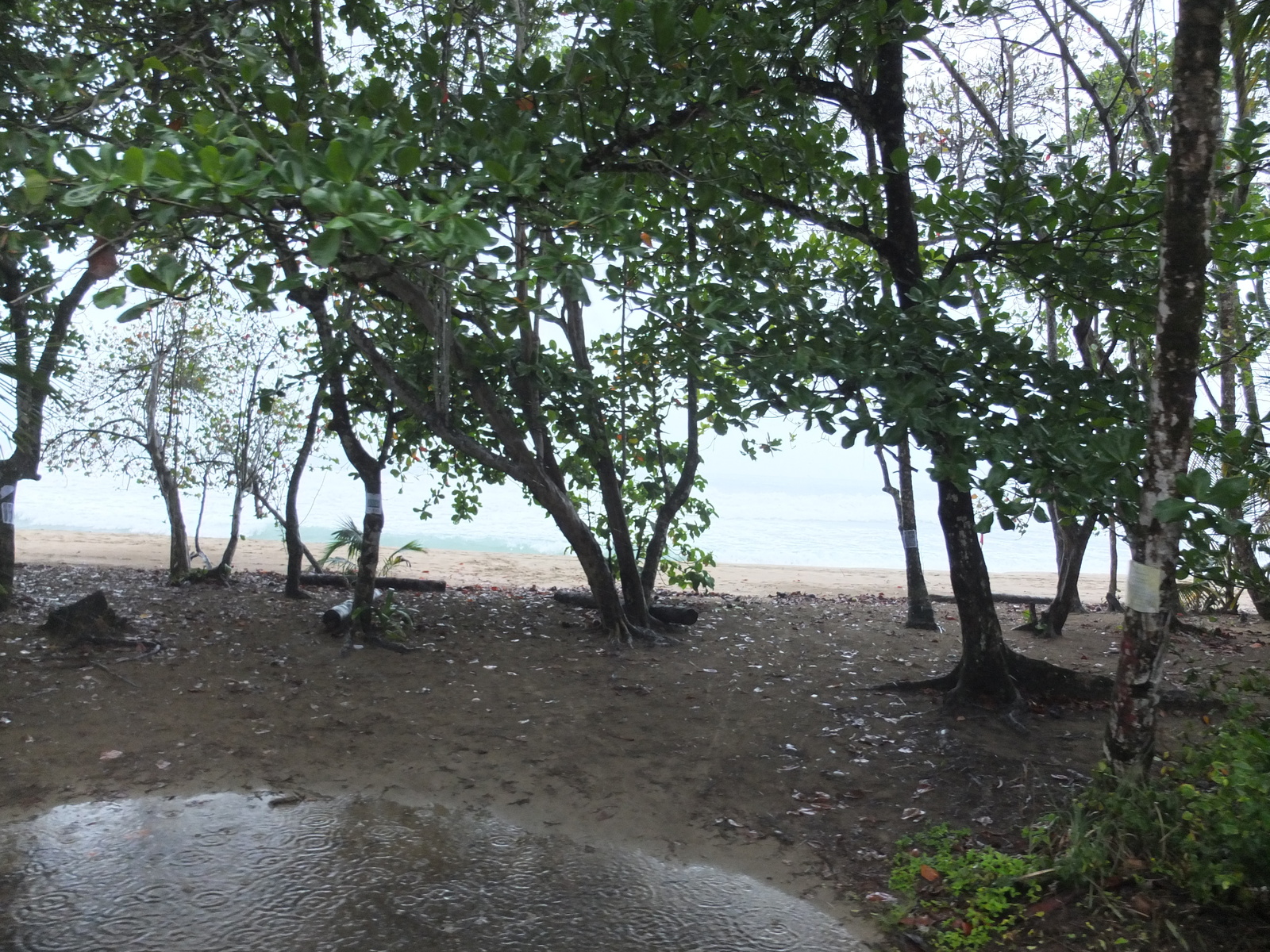 รูปถ่าย คอสตาริกา(Costa Rica) ปวยร์โตเบียโฆเดตาลามังกา(Puerto Viejo de Talamanca) 2015-03 112