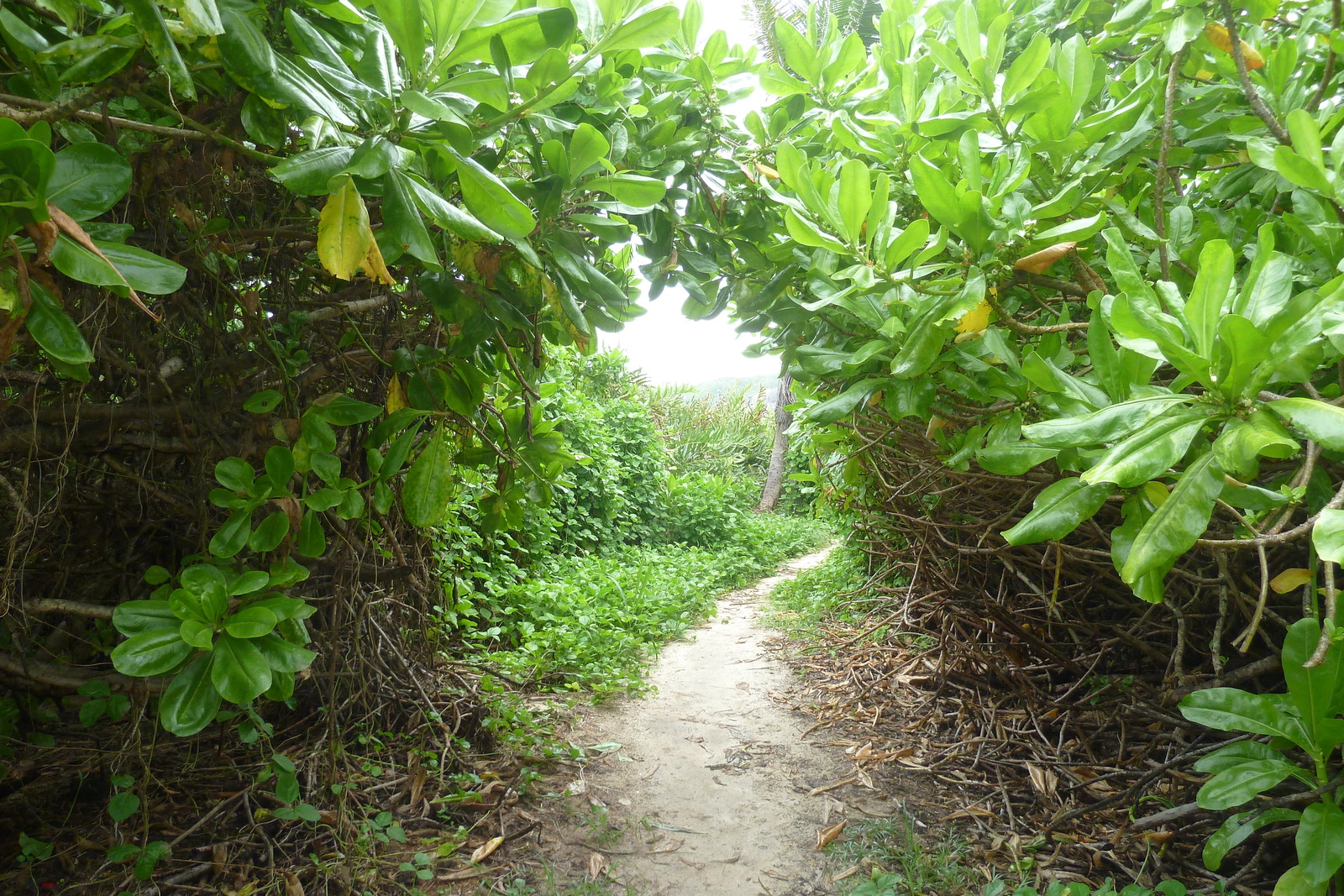รูปถ่าย เซเชลส์(Seychelles) เกาะลาดีก(La Digue) 2011-10 248