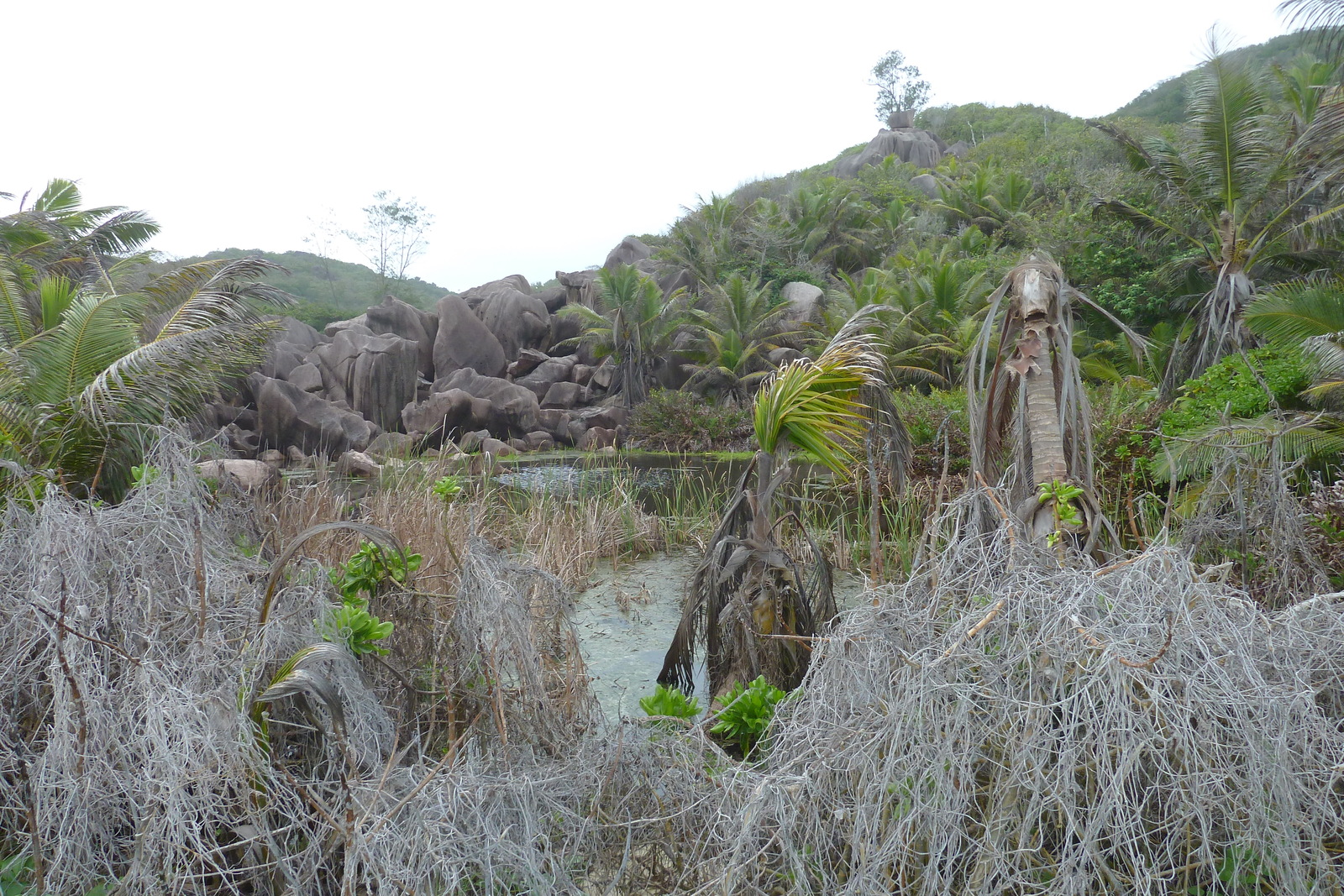 รูปถ่าย เซเชลส์(Seychelles) เกาะลาดีก(La Digue) 2011-10 198