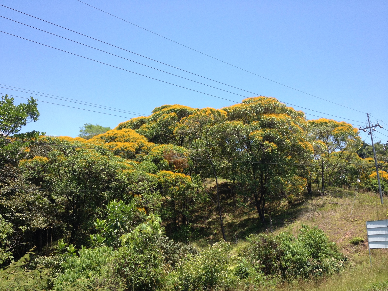 รูปถ่าย คอสตาริกา(Costa Rica) ฝั่งมหาสมุทรแปซิฟิก(Pacific Border) 2015-03 0