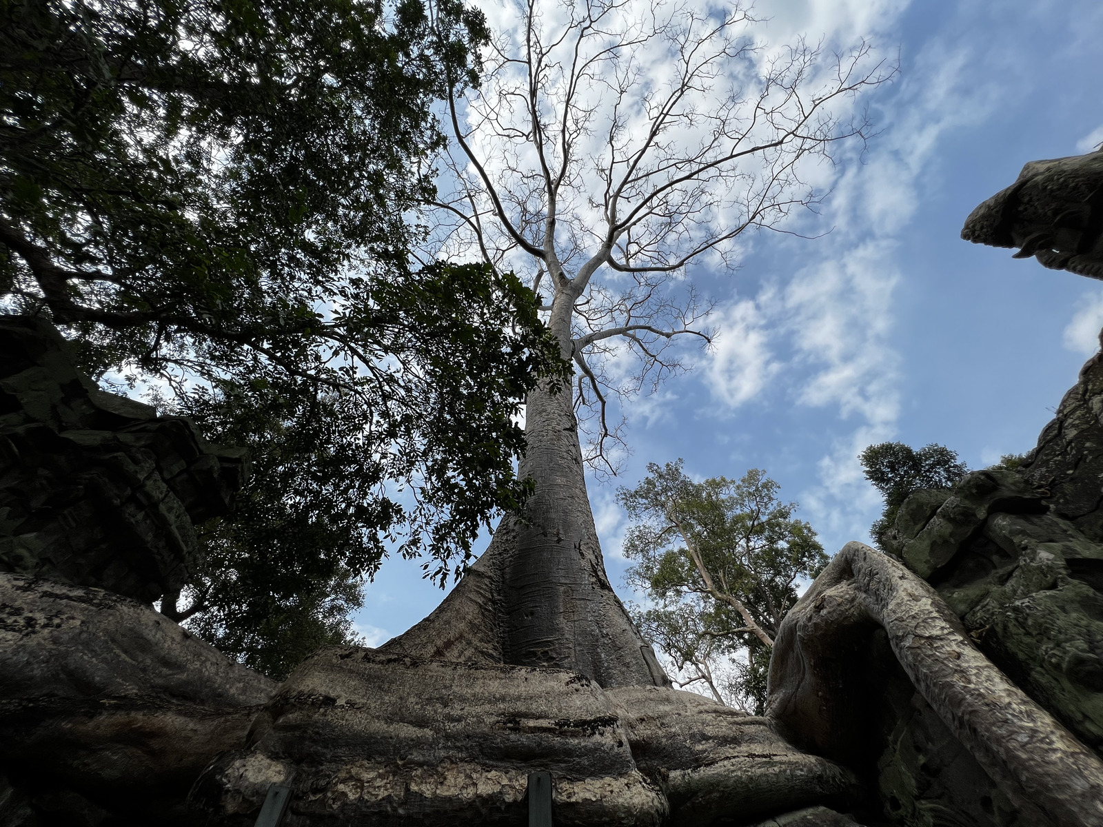รูปถ่าย กัมพูชา(Cambodia) เสียมราฐ(Siem Reap) ปราสาทตาพรหม(Ta Prohm) 2023-01 92