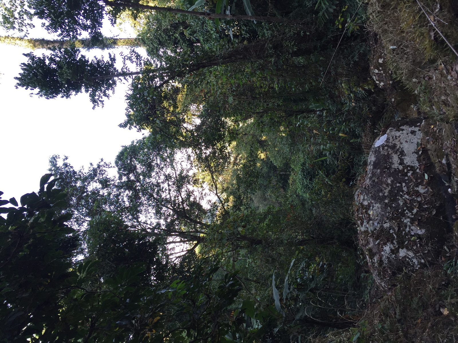 รูปถ่าย ไทย(Thailand) อุทยานแห่งชาติภูหินร่องกล้า(Phu Hin Rong Kla National Park) 2014-12 202
