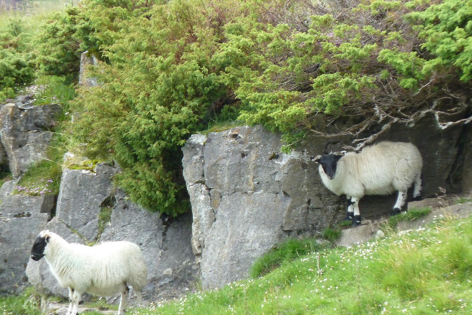 รูปถ่าย อังกฤษ(United Kingdom) อุทยานแห่งชาติแคร์นกอร์มส์(Cairngorms National Park) 2011-07 1
