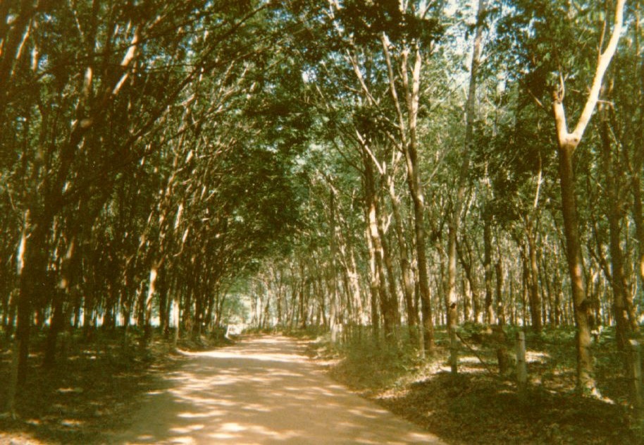 รูปถ่าย ไทย(Thailand) ภูเก็ต(Phuket) 1989-04 44