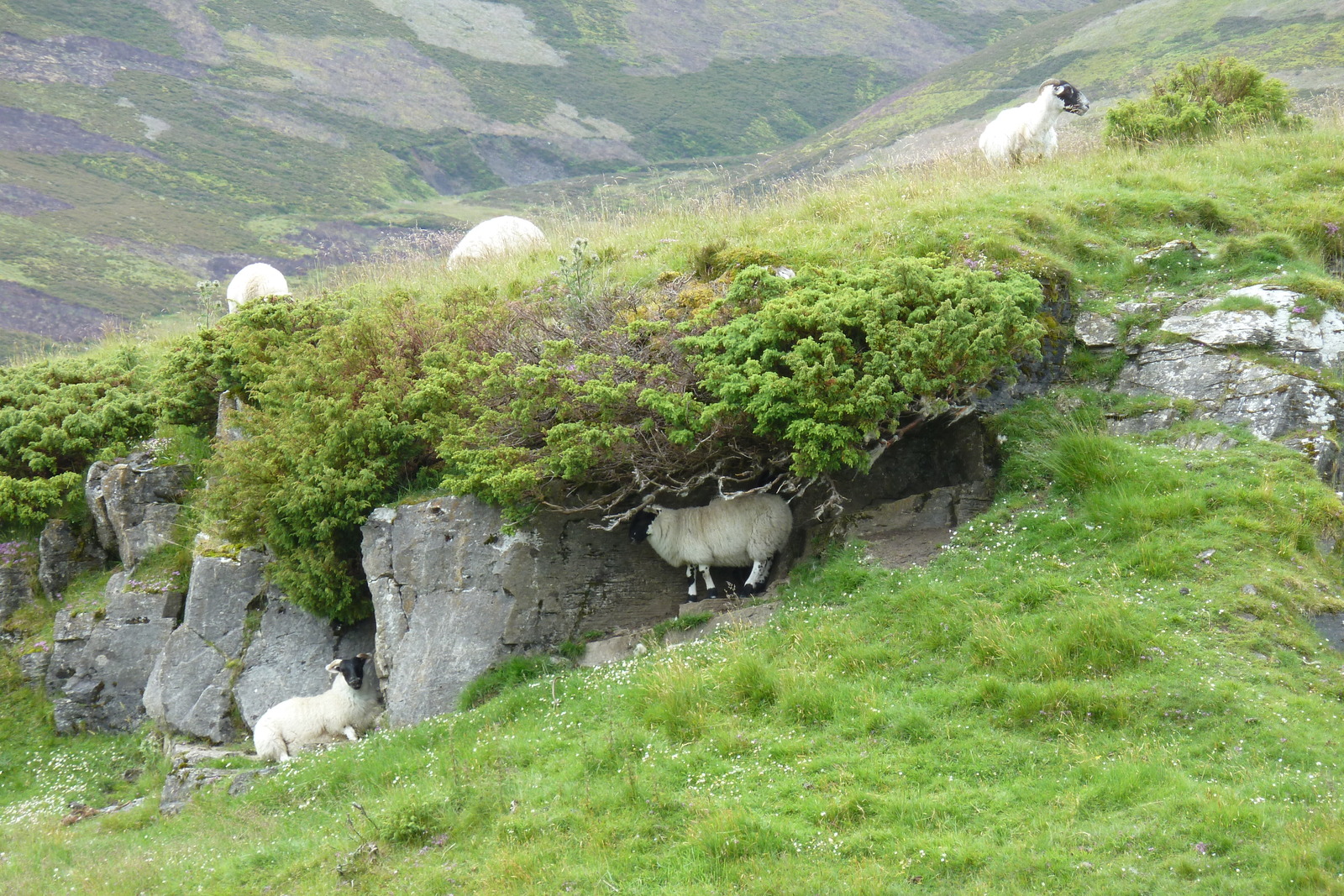 รูปถ่าย อังกฤษ(United Kingdom) อุทยานแห่งชาติแคร์นกอร์มส์(Cairngorms National Park) 2011-07 138