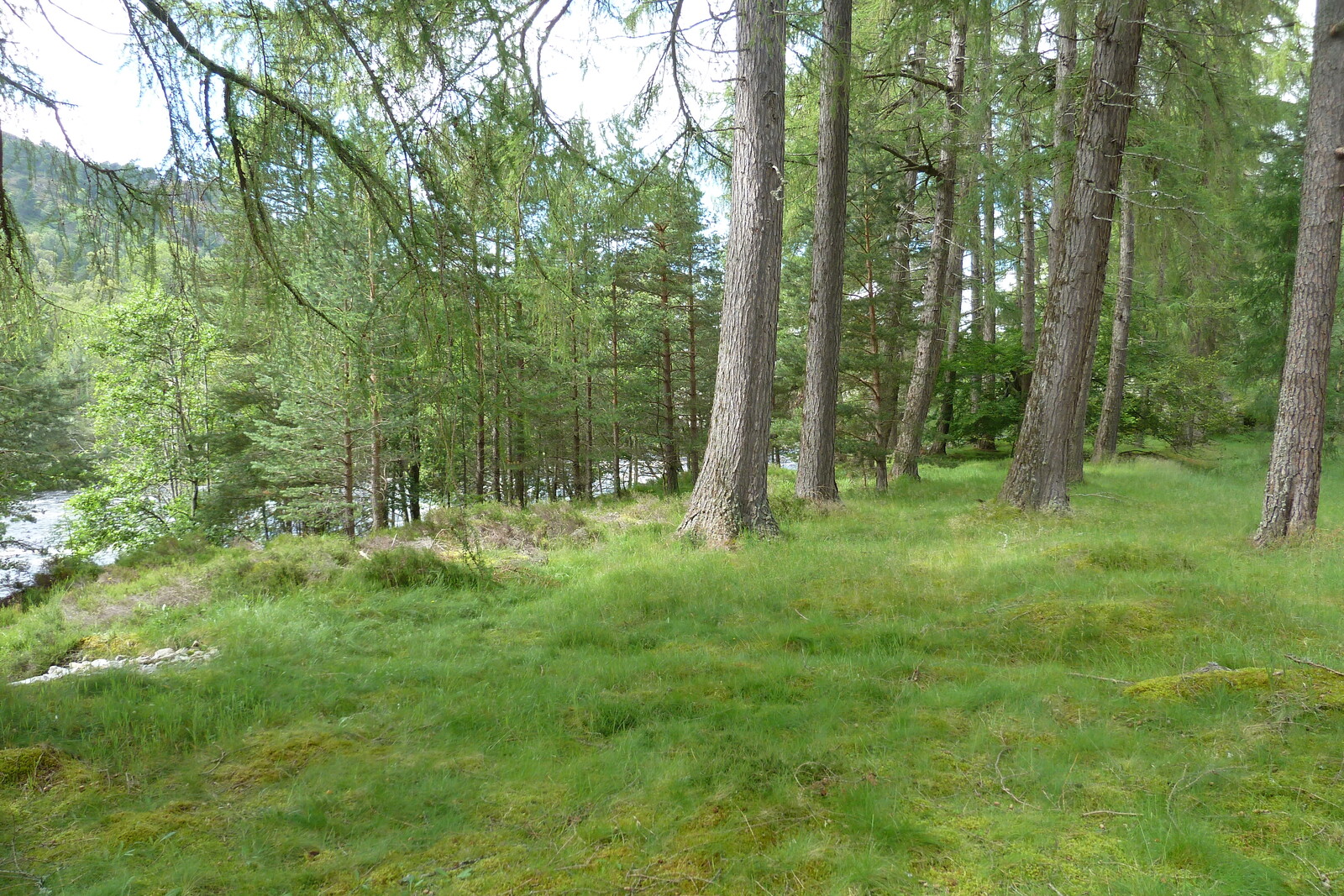 รูปถ่าย อังกฤษ(United Kingdom) สกอตแลนด์(Scotland) อุทยานแห่งชาติแคร์นกอร์มส์(Cairngorms National Park) สะพานอินเวอร์คอลด์(Invercauld Bridge) 2011-07 8