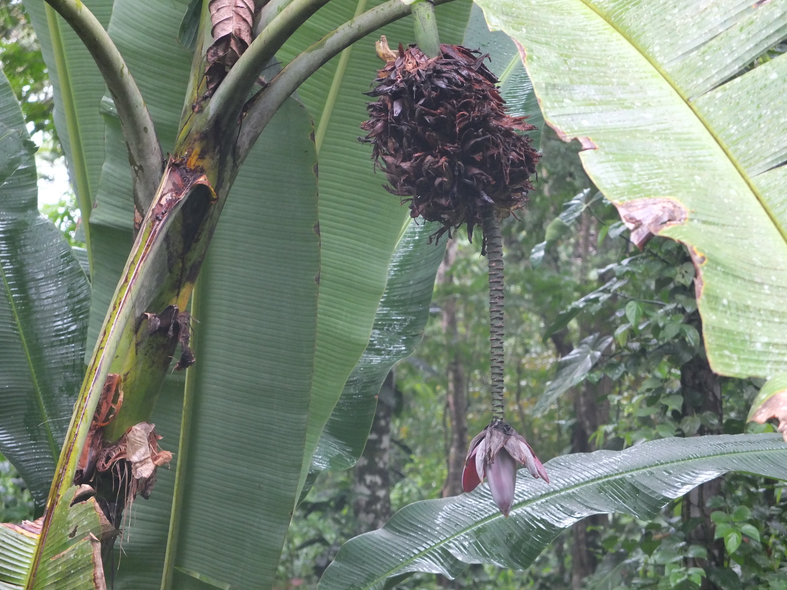 รูปถ่าย คอสตาริกา(Costa Rica) ปวยร์โตเบียโฆเดตาลามังกา(Puerto Viejo de Talamanca) 2015-03 47