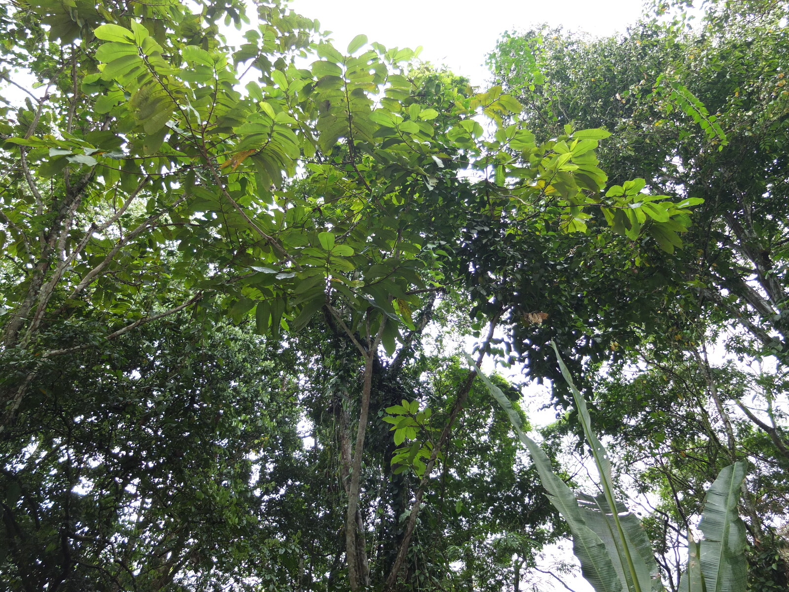 รูปถ่าย คอสตาริกา(Costa Rica) ปวยร์โตเบียโฆเดตาลามังกา(Puerto Viejo de Talamanca) 2015-03 34