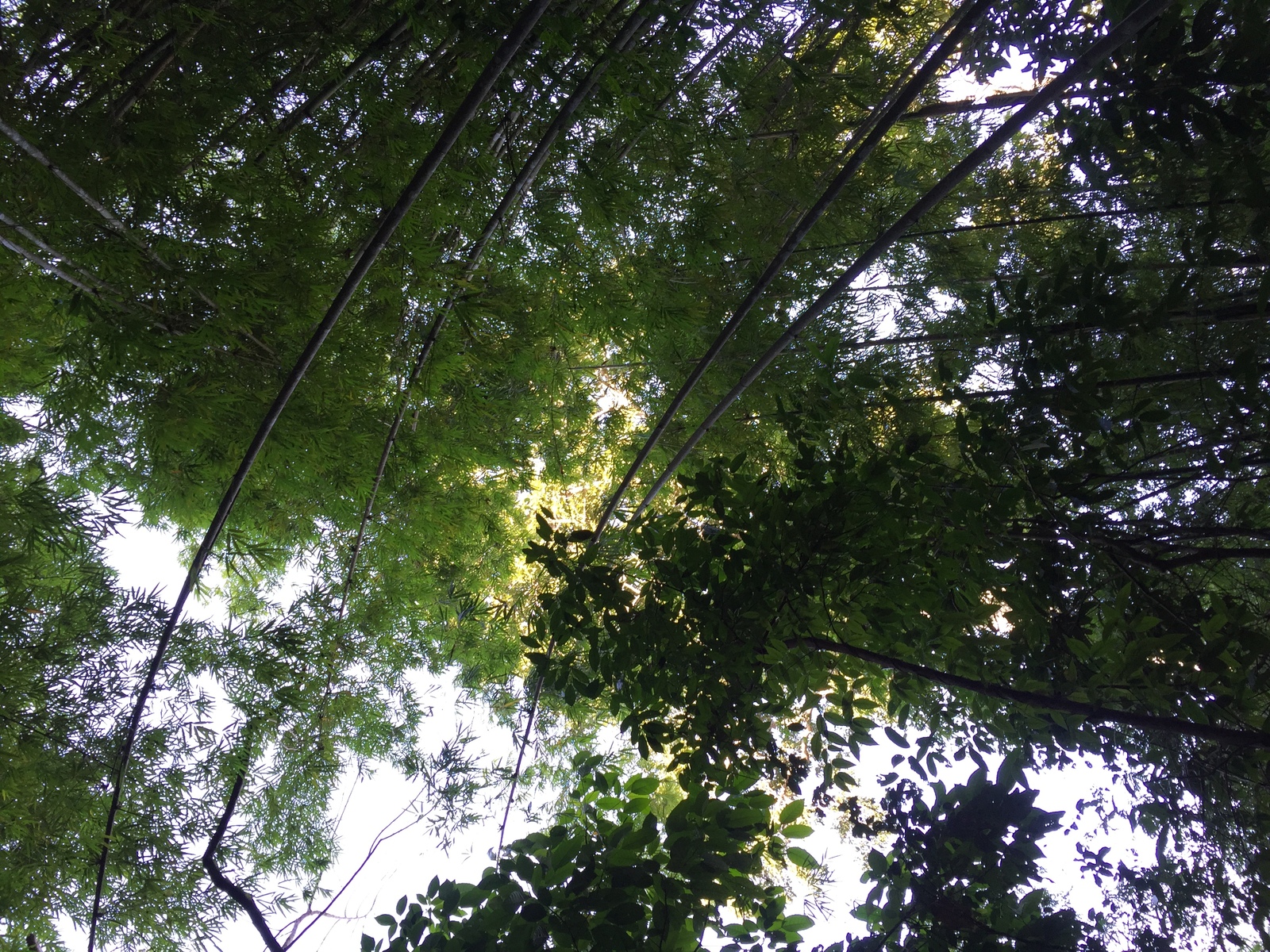 รูปถ่าย ไทย(Thailand) อุทยานแห่งชาติภูหินร่องกล้า(Phu Hin Rong Kla National Park) 2014-12 182