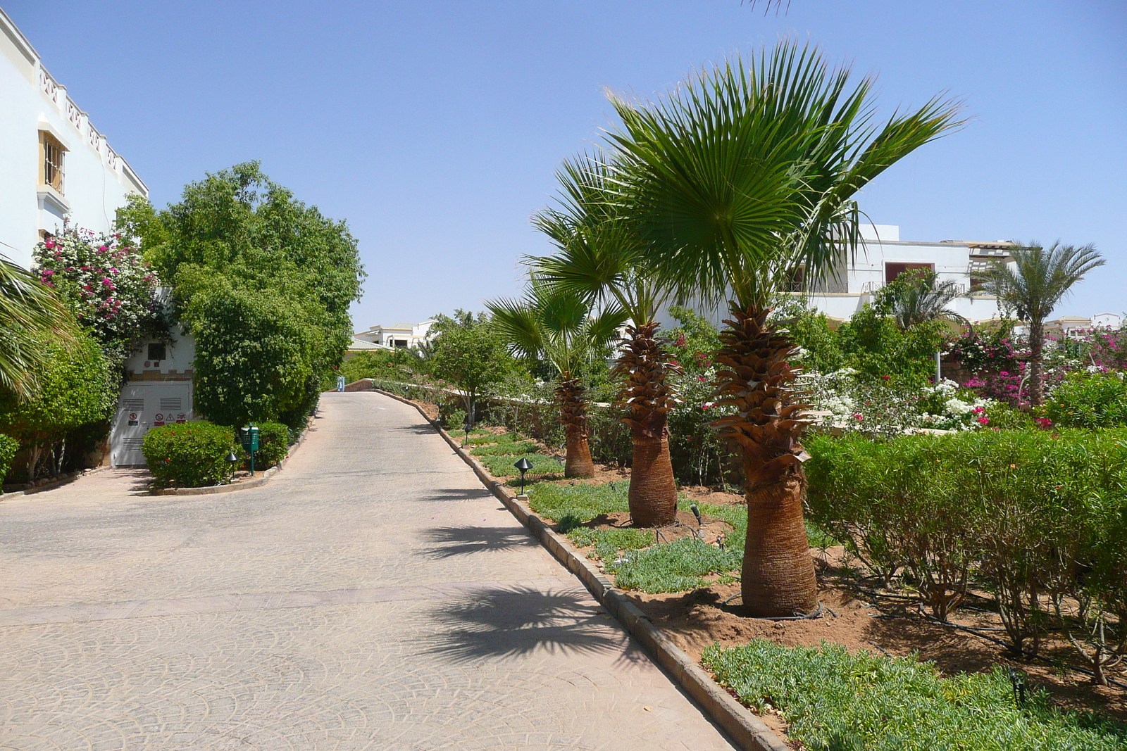 รูปถ่าย อียิปต์(Egypt) ชาร์มเอลชีค(Sharm el Sheikh) โรงแรมไฮแอต(Hyatt Hotel) 2008-06 52