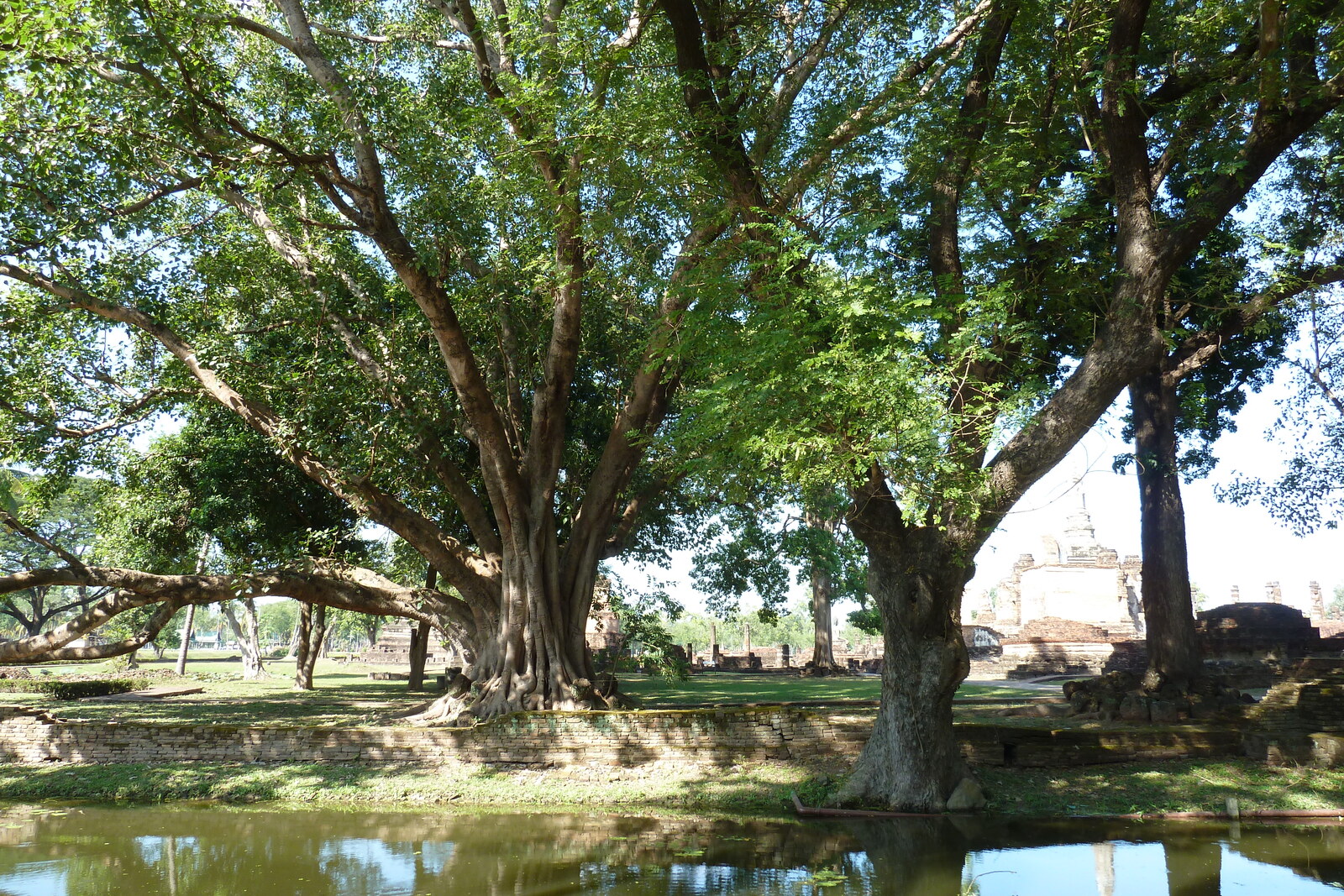 รูปถ่าย ไทย(Thailand) สุโขทัย(Sukhothai) 2010-12 84