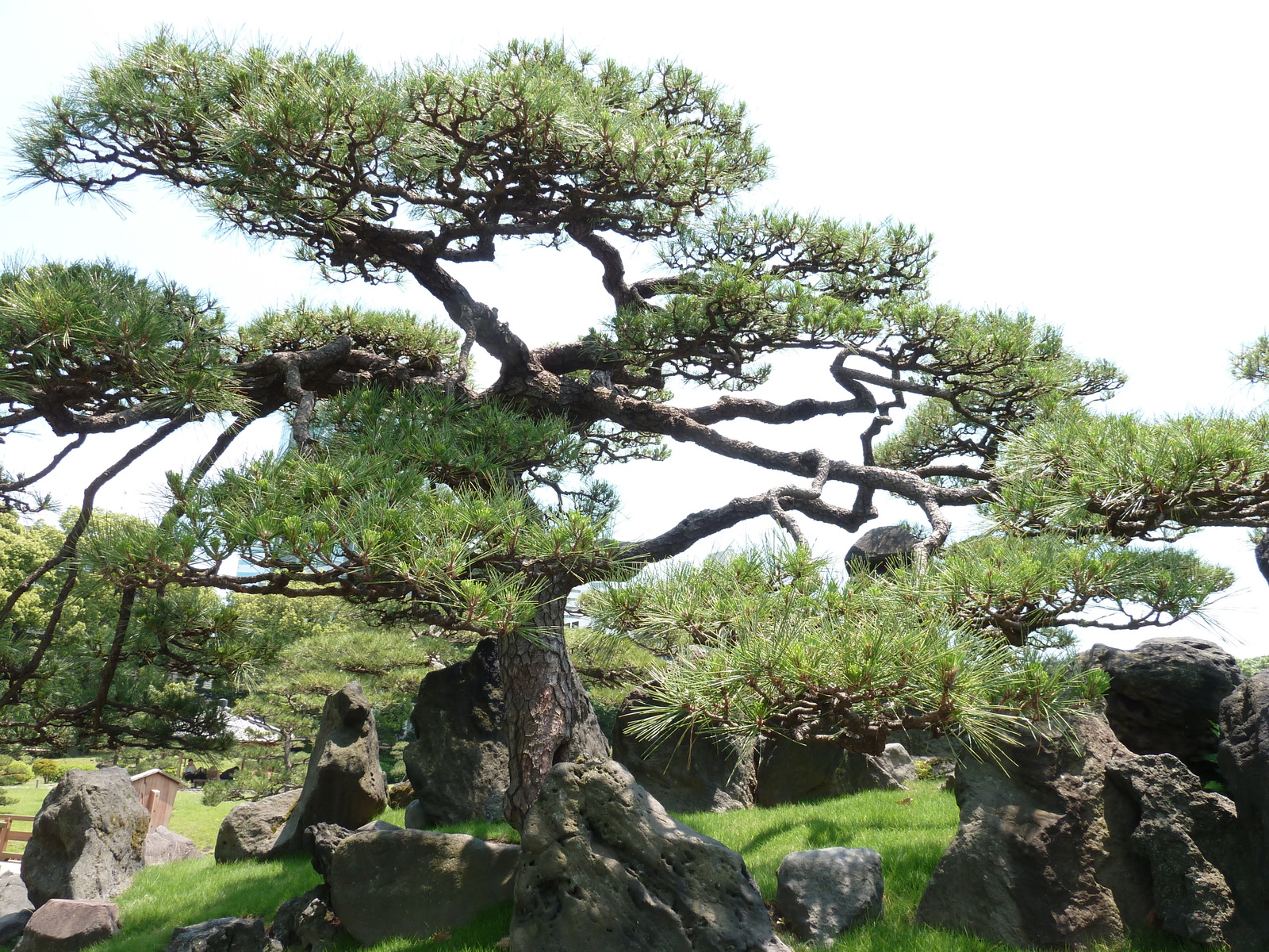 รูปถ่าย ญี่ปุ่น(Japan) โตเกียว(Tokyo) สวนคิวชิบะริคิว(Kyu Shiba rikyu Gardens) 2010-06 15