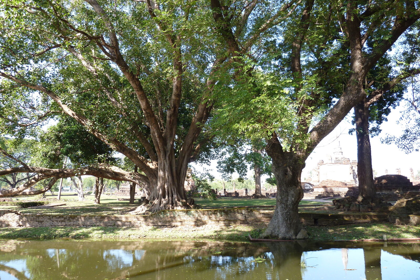 รูปถ่าย ไทย(Thailand) สุโขทัย(Sukhothai) 2010-12 94