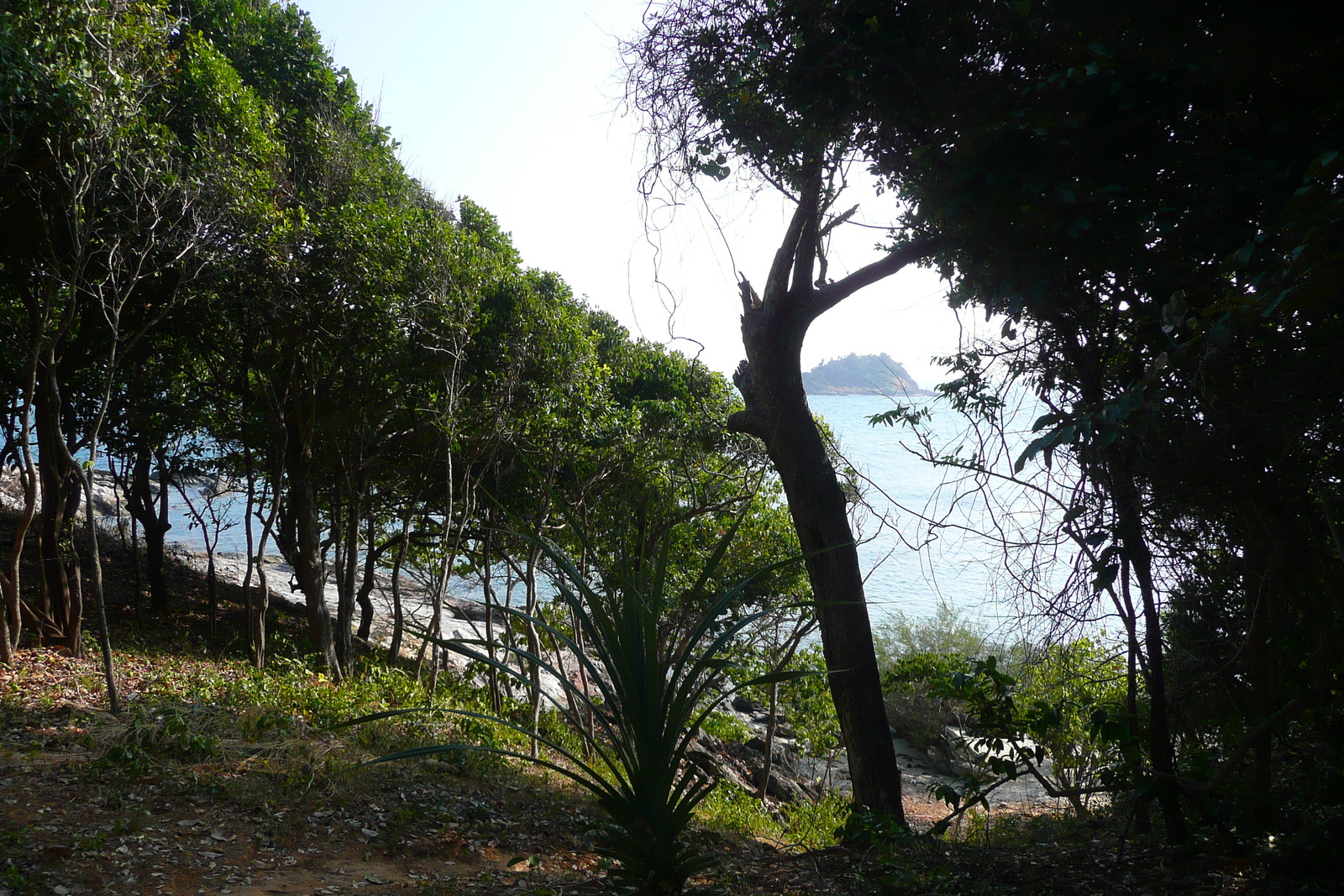 รูปถ่าย ไทย(Thailand) เกาะเสม็ด(Ko Samet) 2009-01 86