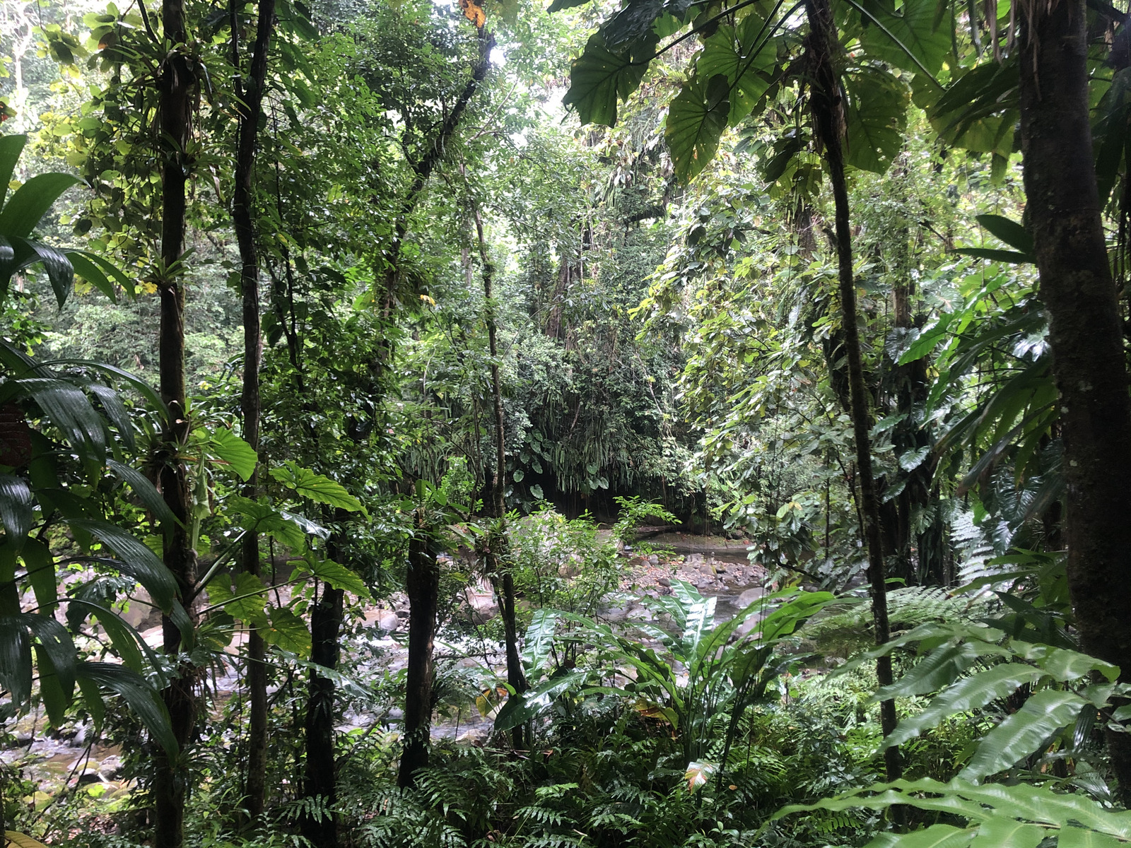 รูปถ่าย กวาเดอลูป(Guadeloupe) น้ำตกกุ้งเครย์ฟิช(Cascade aux ecrevisses) 2021-02 7