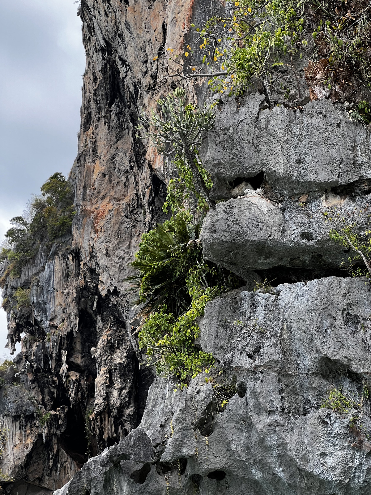 รูปถ่าย ไทย(Thailand) กระบี่(Krabi) 2023-01 211