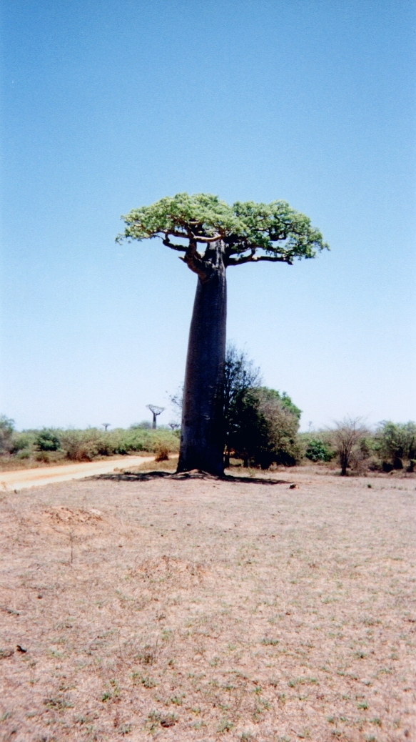 รูปถ่าย มาดากัสการ์(Madagascar) ทีซินกี(Tsingy) 1999-10 20