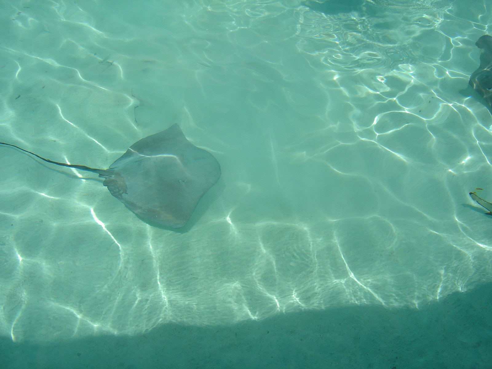 รูปถ่าย เฟรนช์โพลี่นีเซีย(Polynesia) มูเรีย(Moorea) 2006-04 24