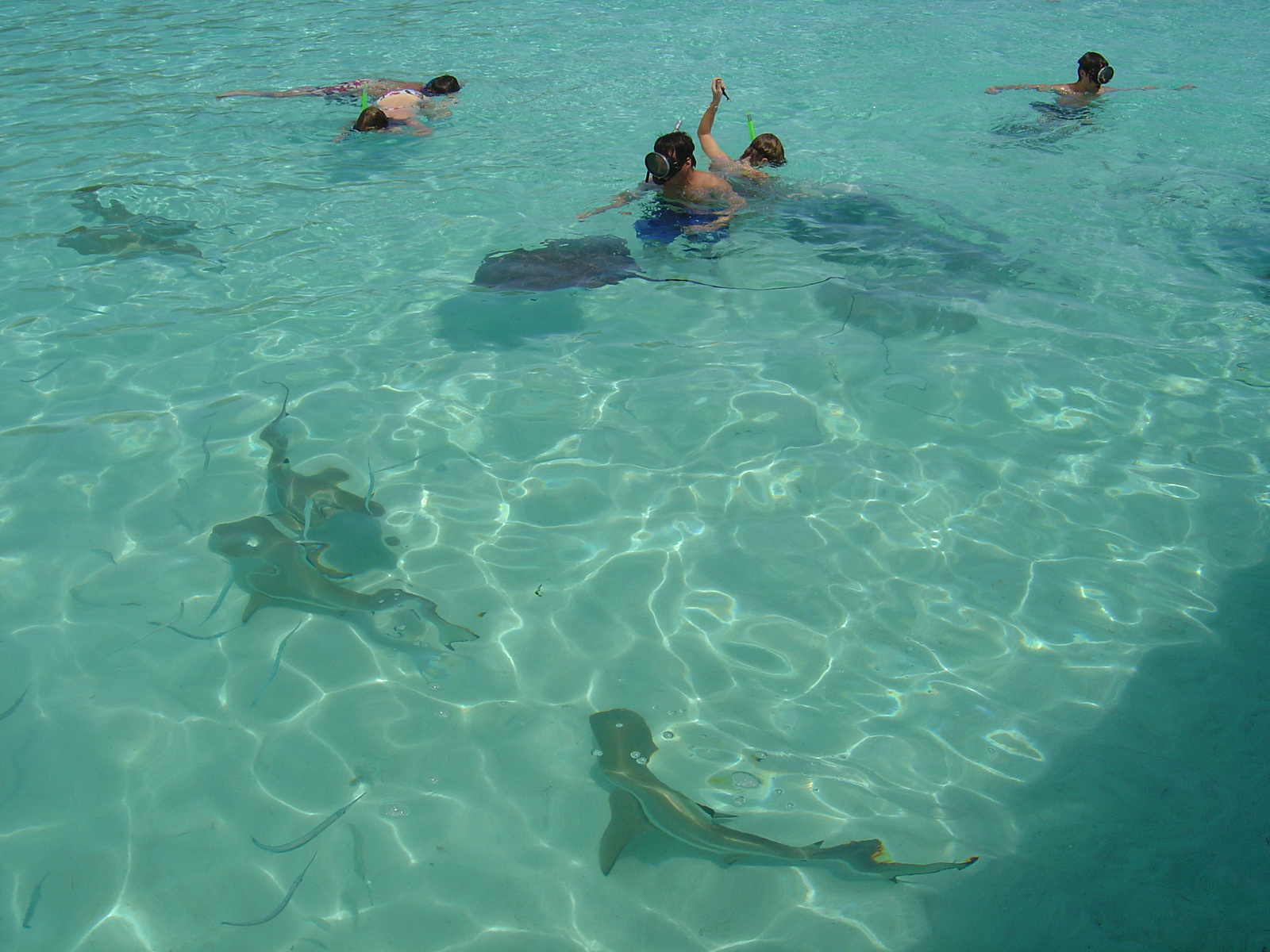 รูปถ่าย เฟรนช์โพลี่นีเซีย(Polynesia) มูเรีย(Moorea) 2006-04 171