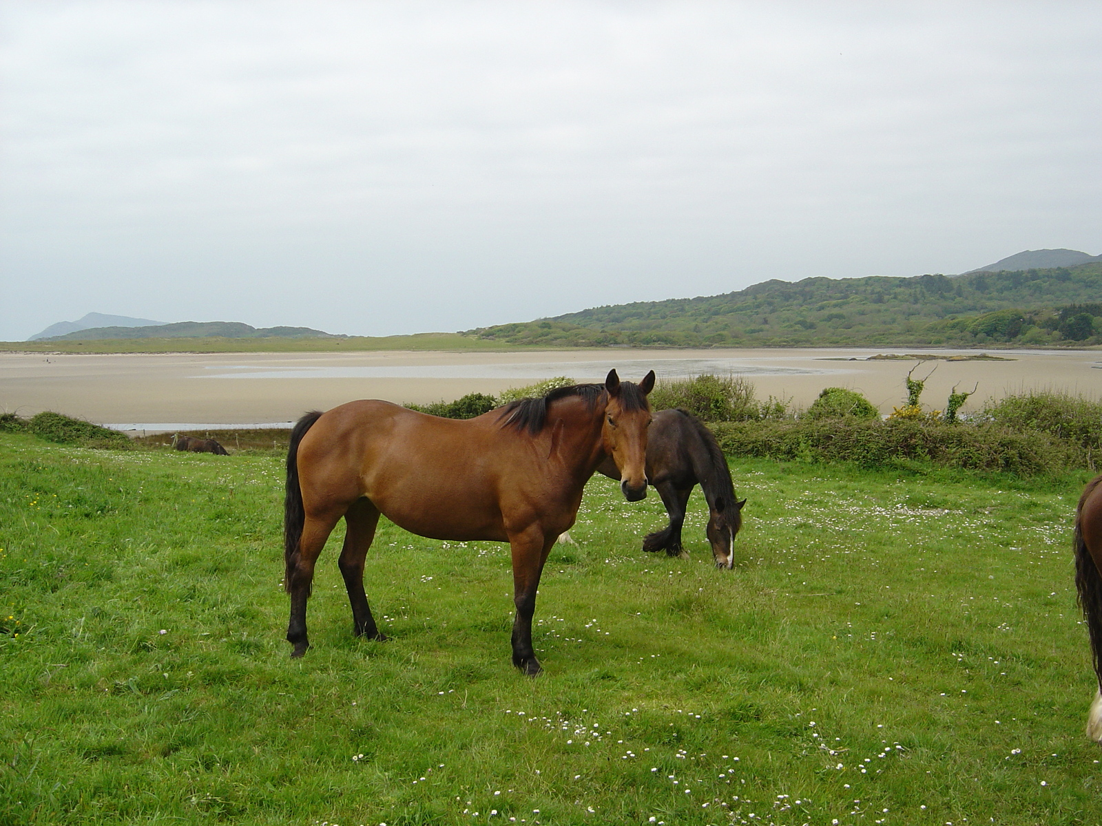 รูปถ่าย ไอร์แลนด์(Ireland) เคอร์รี่(Kerry) ปาร์คนาสิลล่า(Parknasilla) 2004-05 15