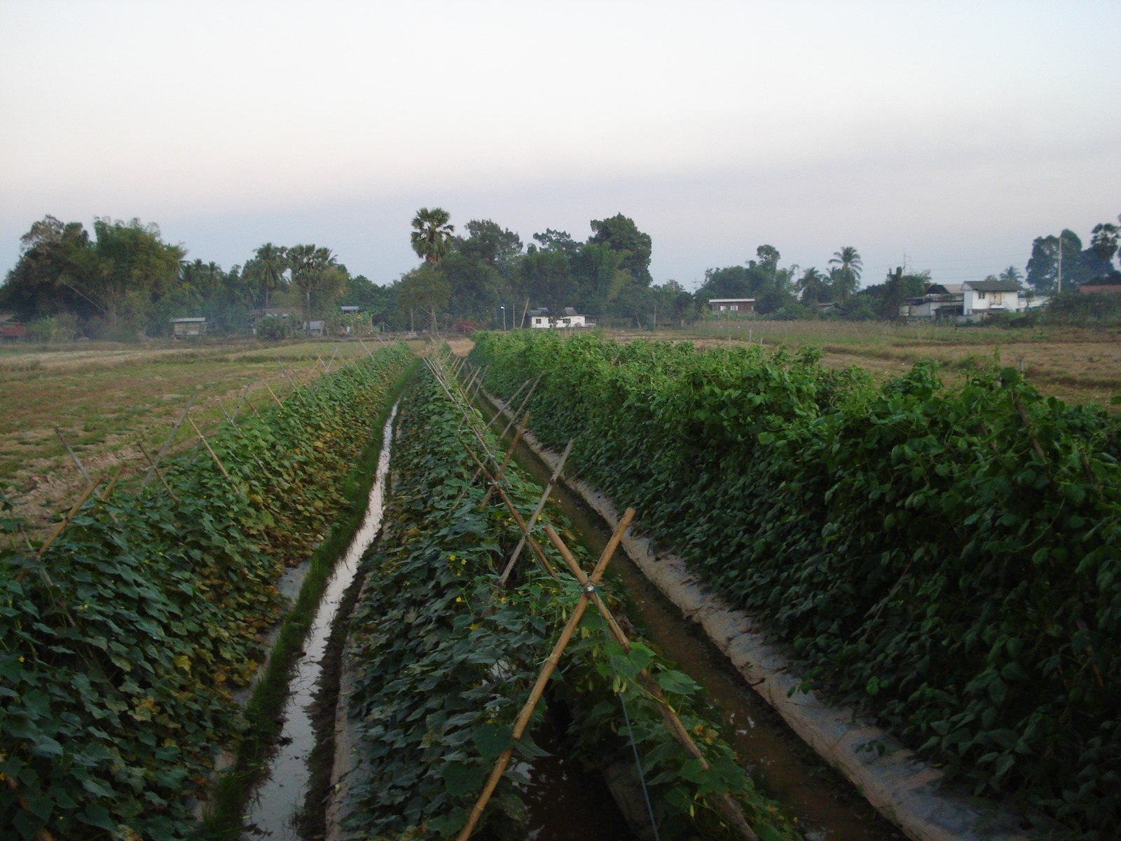 รูปถ่าย ไทย(Thailand) พิษณุโลก(Phitsanulok) ถนนจอมทอง(Jomthong Road) 2008-01 21