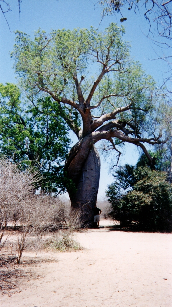 รูปถ่าย มาดากัสการ์(Madagascar) ทีซินกี(Tsingy) 1999-10 10