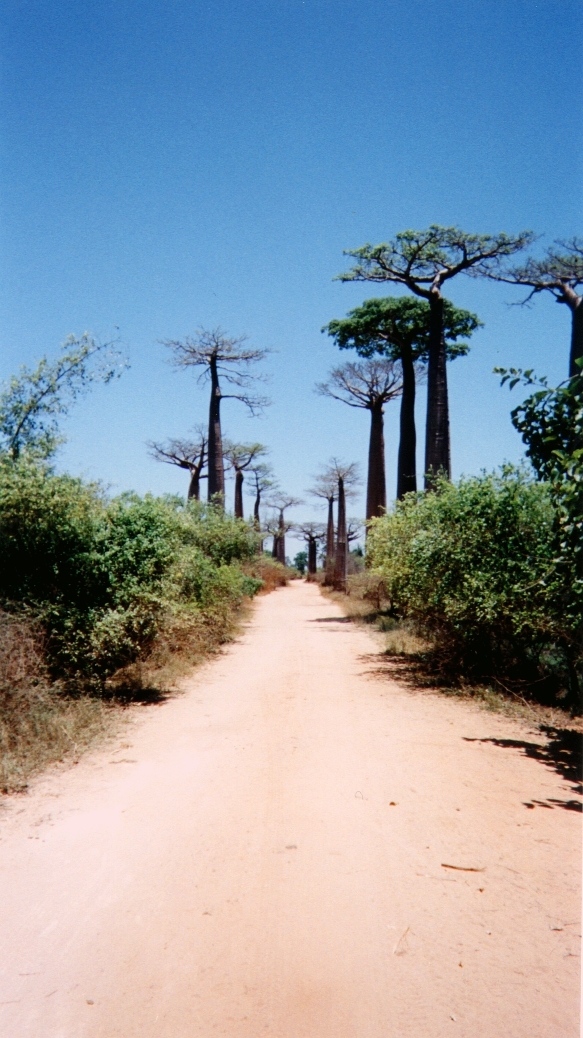 รูปถ่าย มาดากัสการ์(Madagascar) โมรอนกดาว่า(Morondava) 1999-10 18